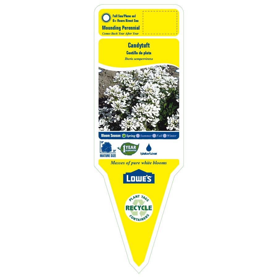 Lowe's NURSERY perennials - View #2