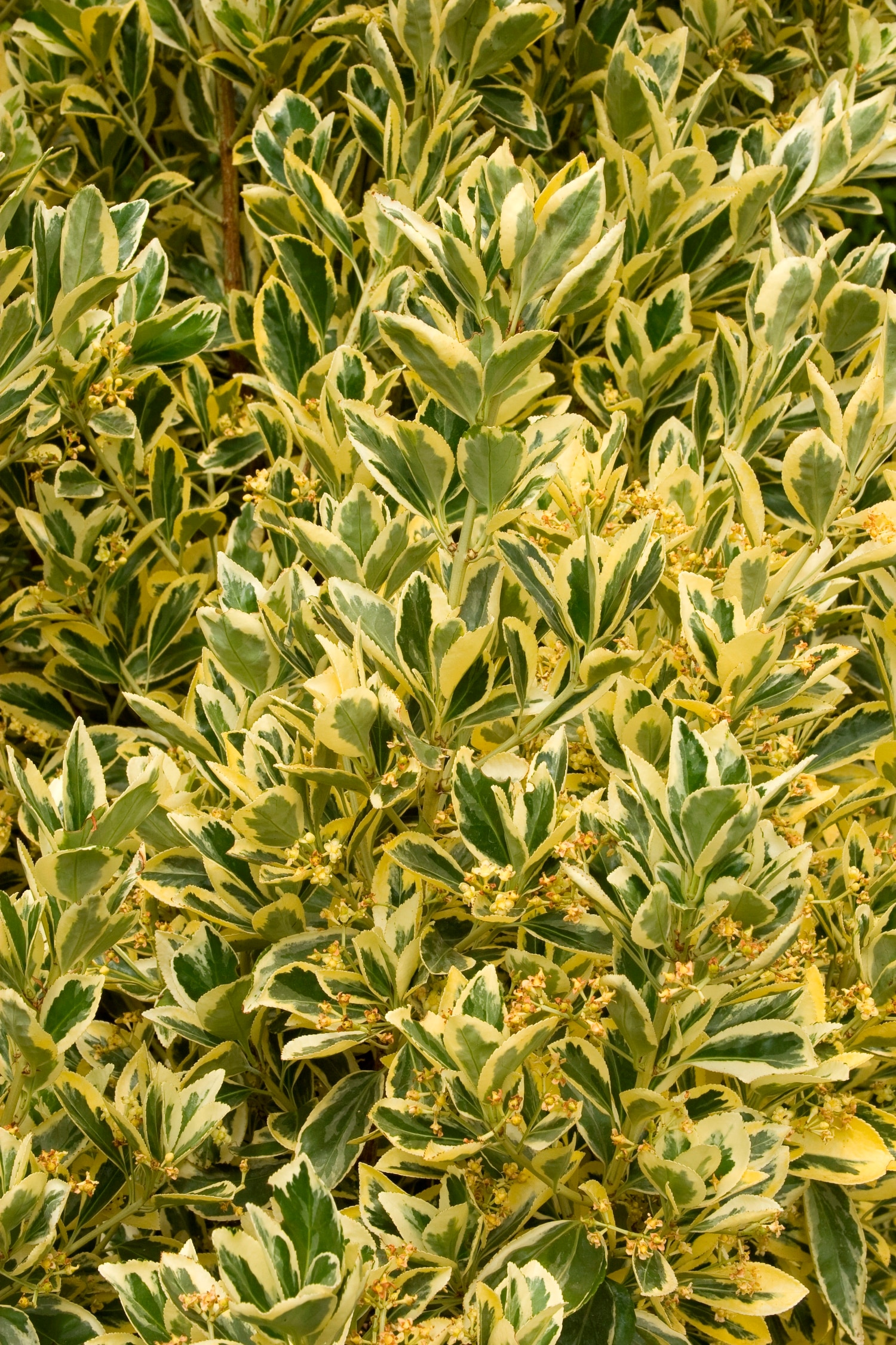 Monrovia 035201 shrubs - View #2