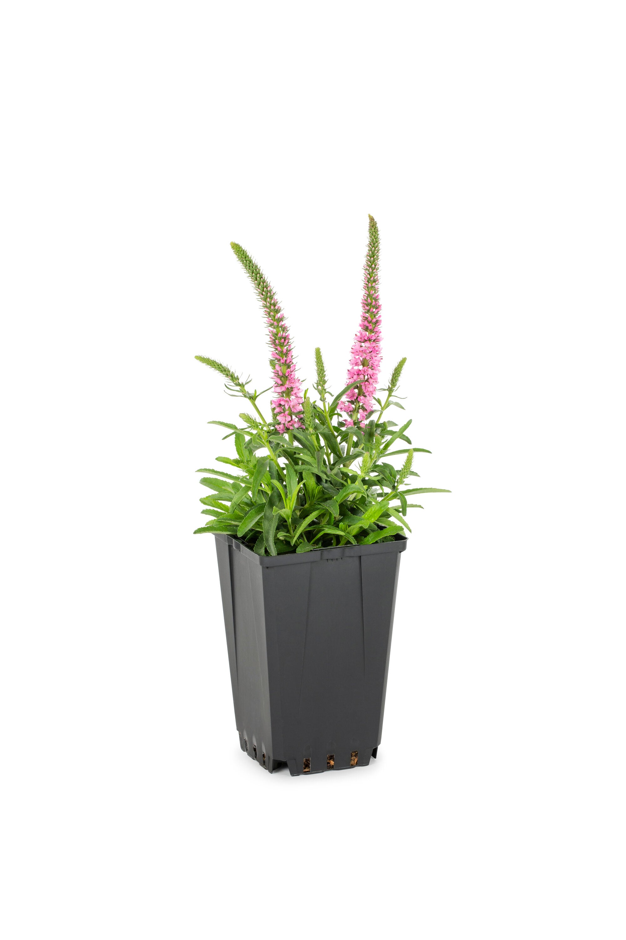 Lowe's NURSERY Multicolor Speedwell Plant in 1 -Quart Pot 1 -Pack