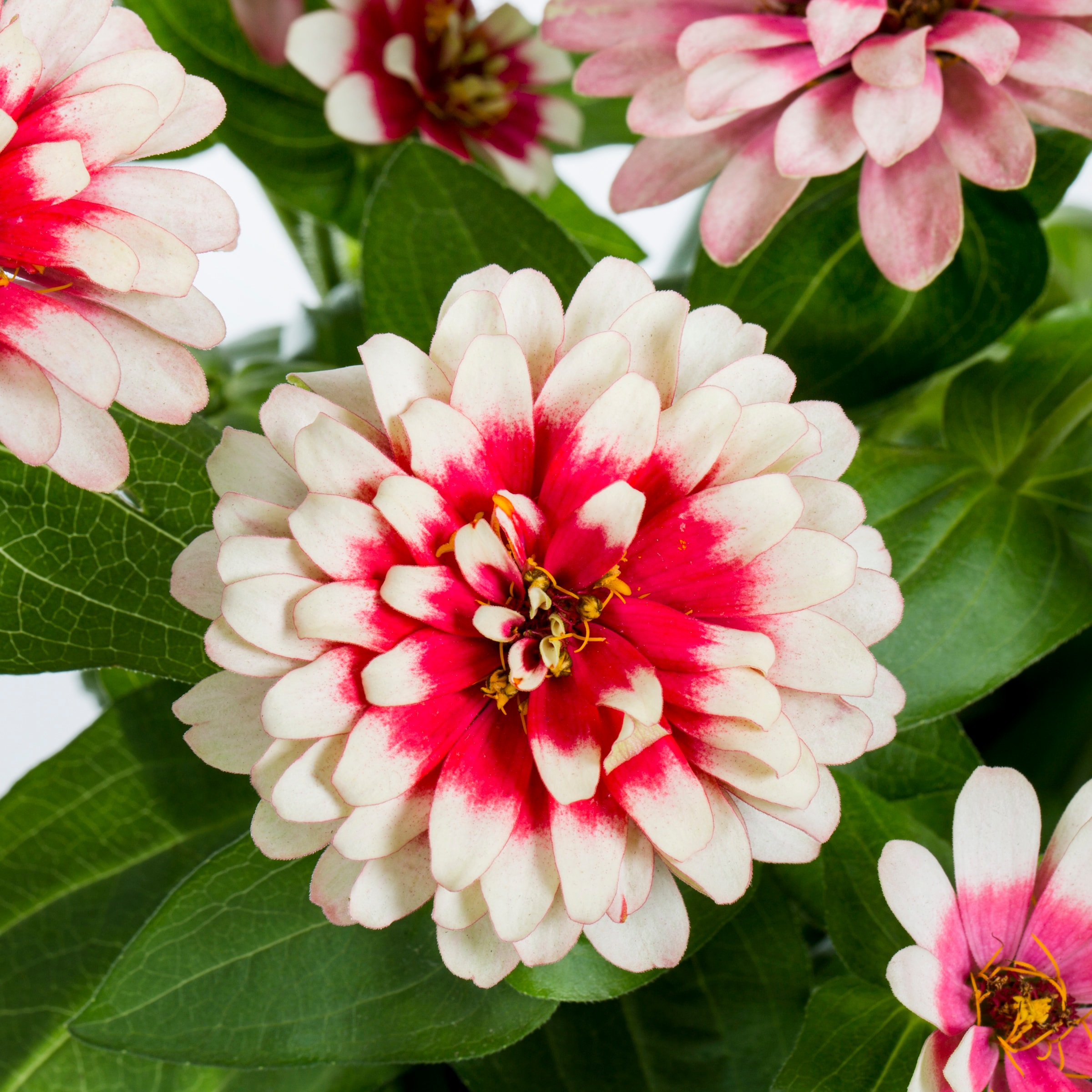 Monrovia 5751696 annuals - View #2