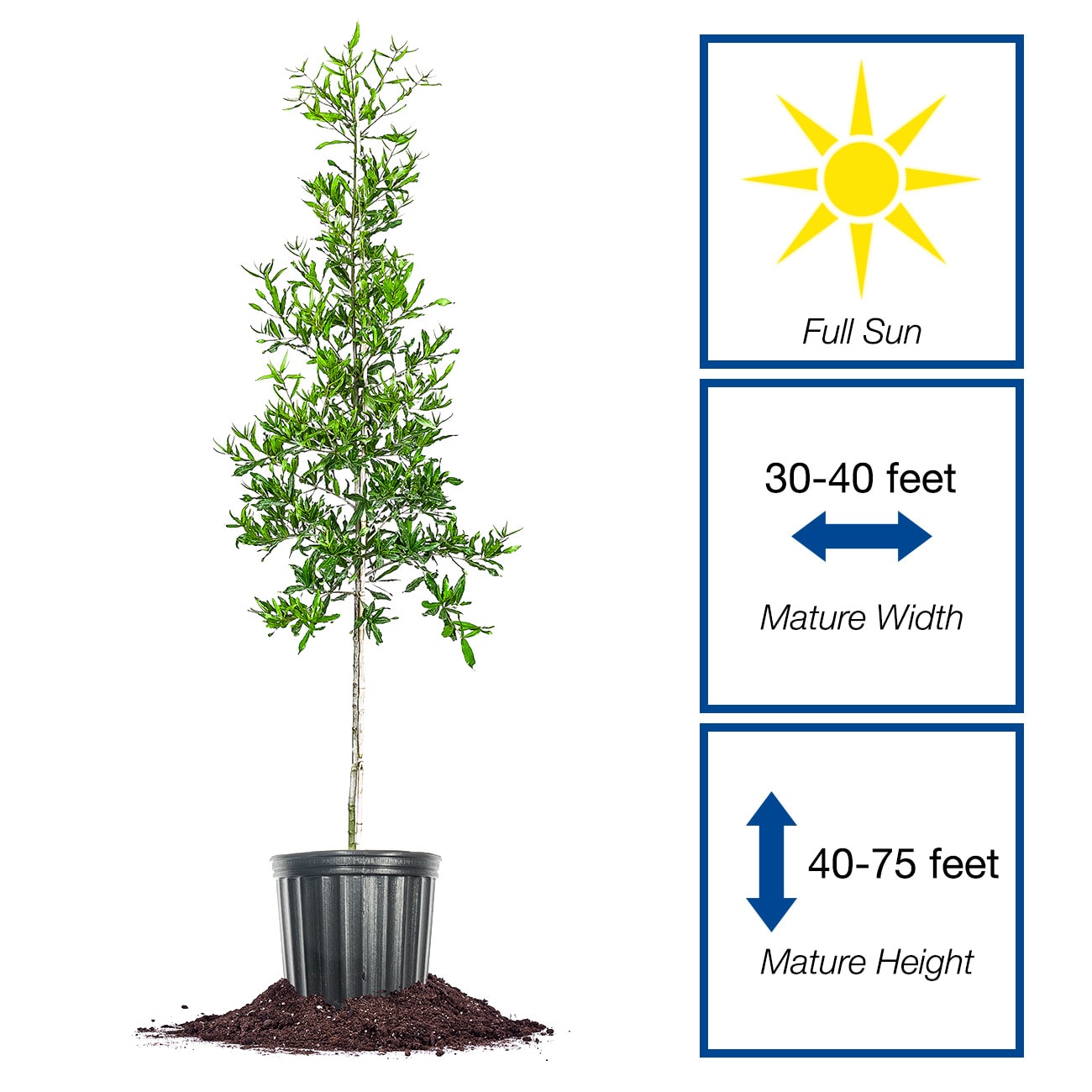 Perfect Plants LOWILLOWOAK3G trees - View #2