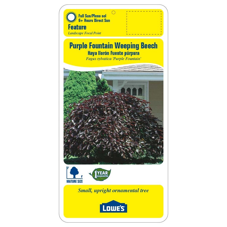 24.5-gallon White Feature Tree Purple Fountain Weeping Beech In Pot 