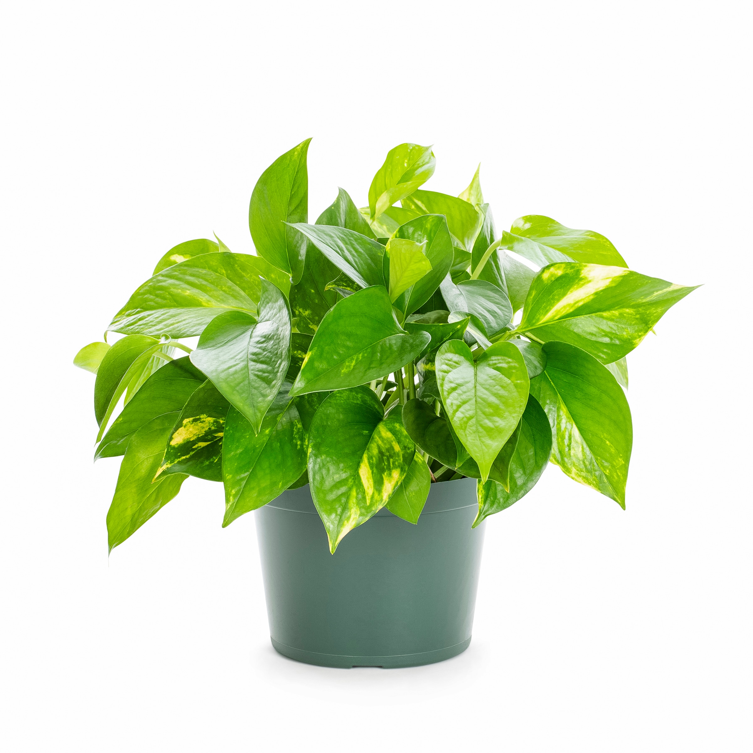 Lowe's NURSERY POTHOS in 1 Pint Pot 1 -Pack