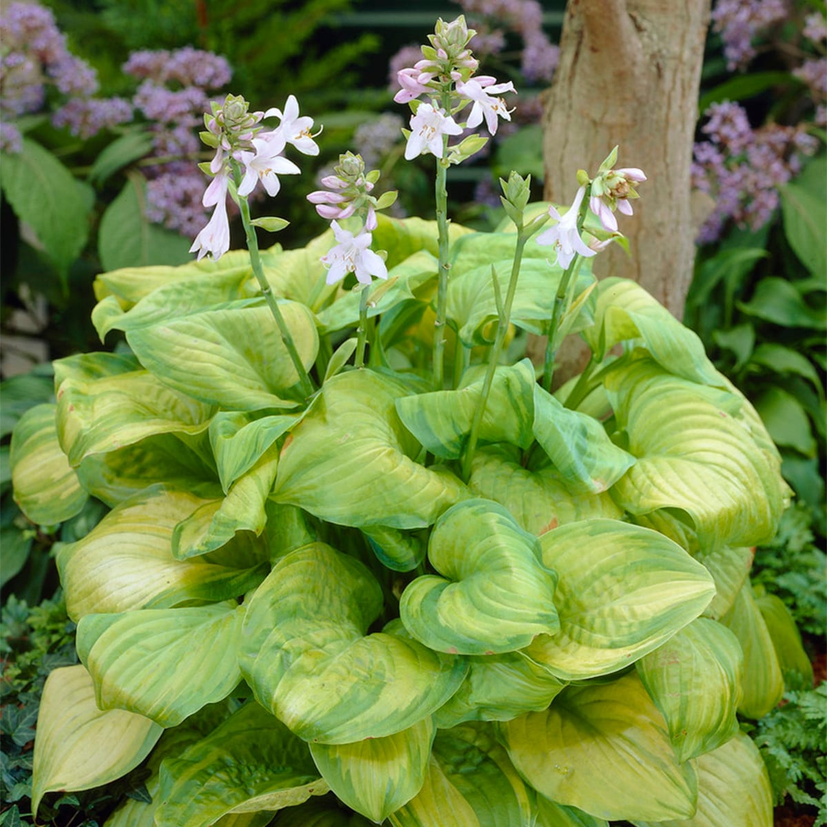Van Zyverden 88300 White Hosta Guacamole Bulbs 3 Count