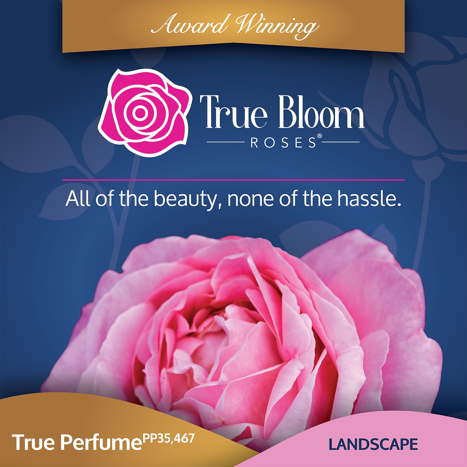 Altman Plants 0881518 roses - View #5