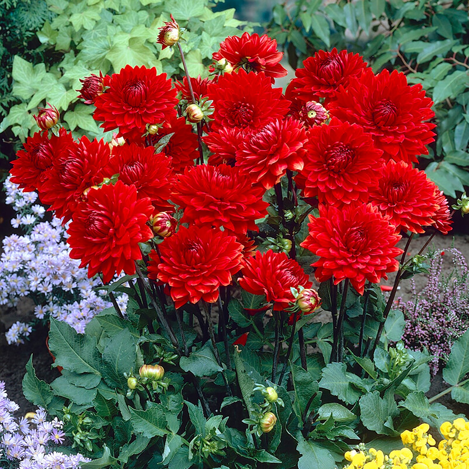 Van Zyverden 84507 Plant-Bulbs - View #7