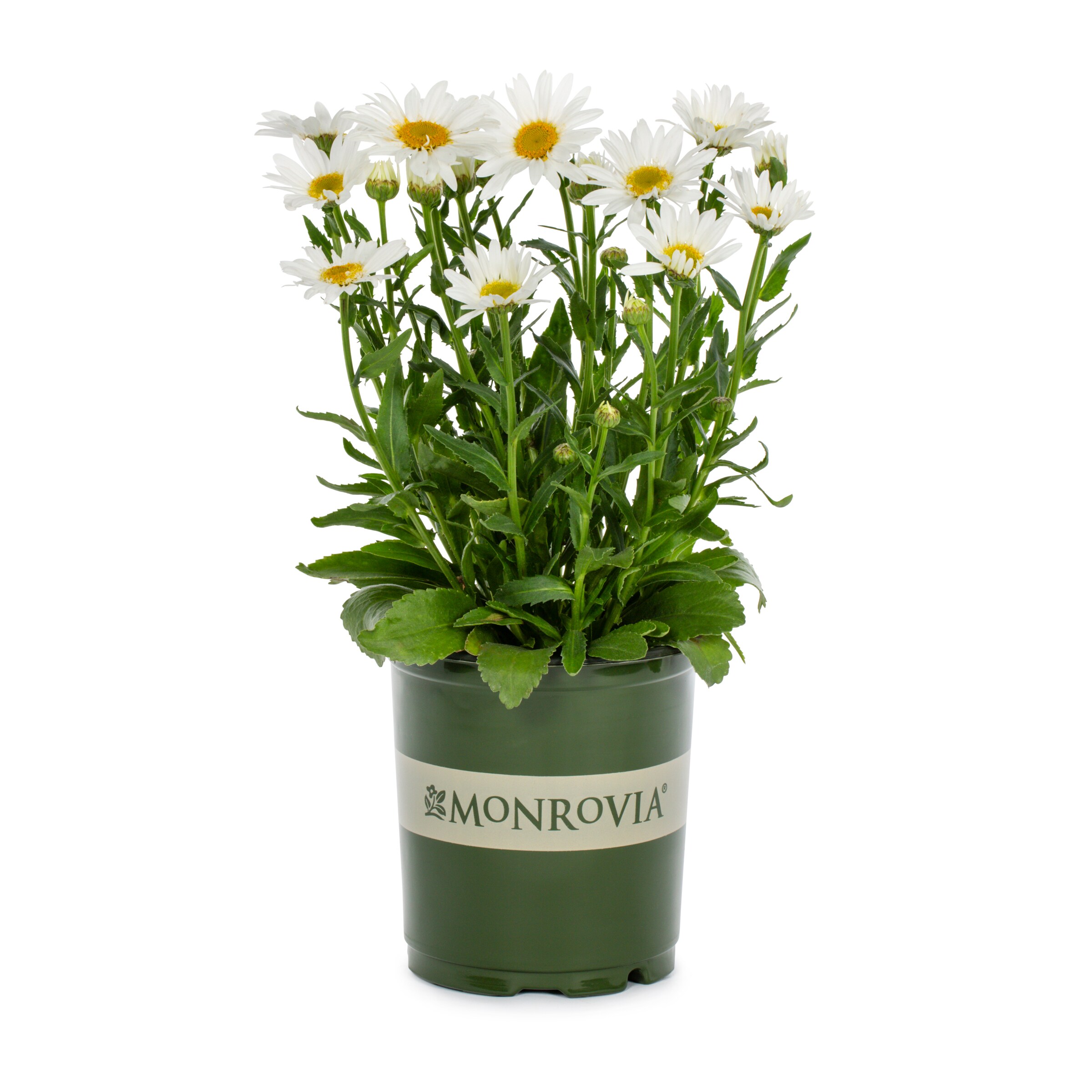 Monrovia NURSERY Multicolor Daisy Plant in 1.5-Gallon (s) Pot