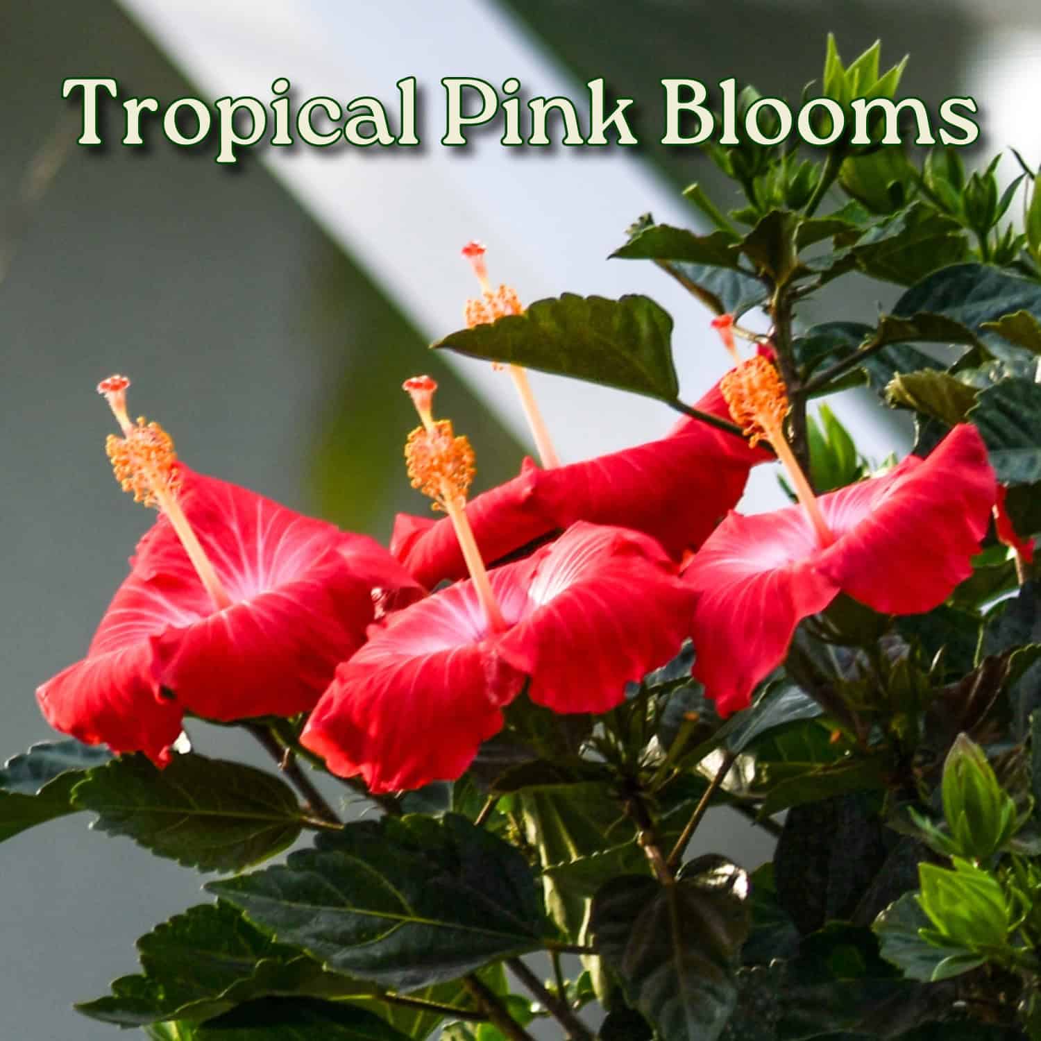 Tropical Plants of Florida Braided Painted Lady Pink Hibiscus Tree in 3 ...
