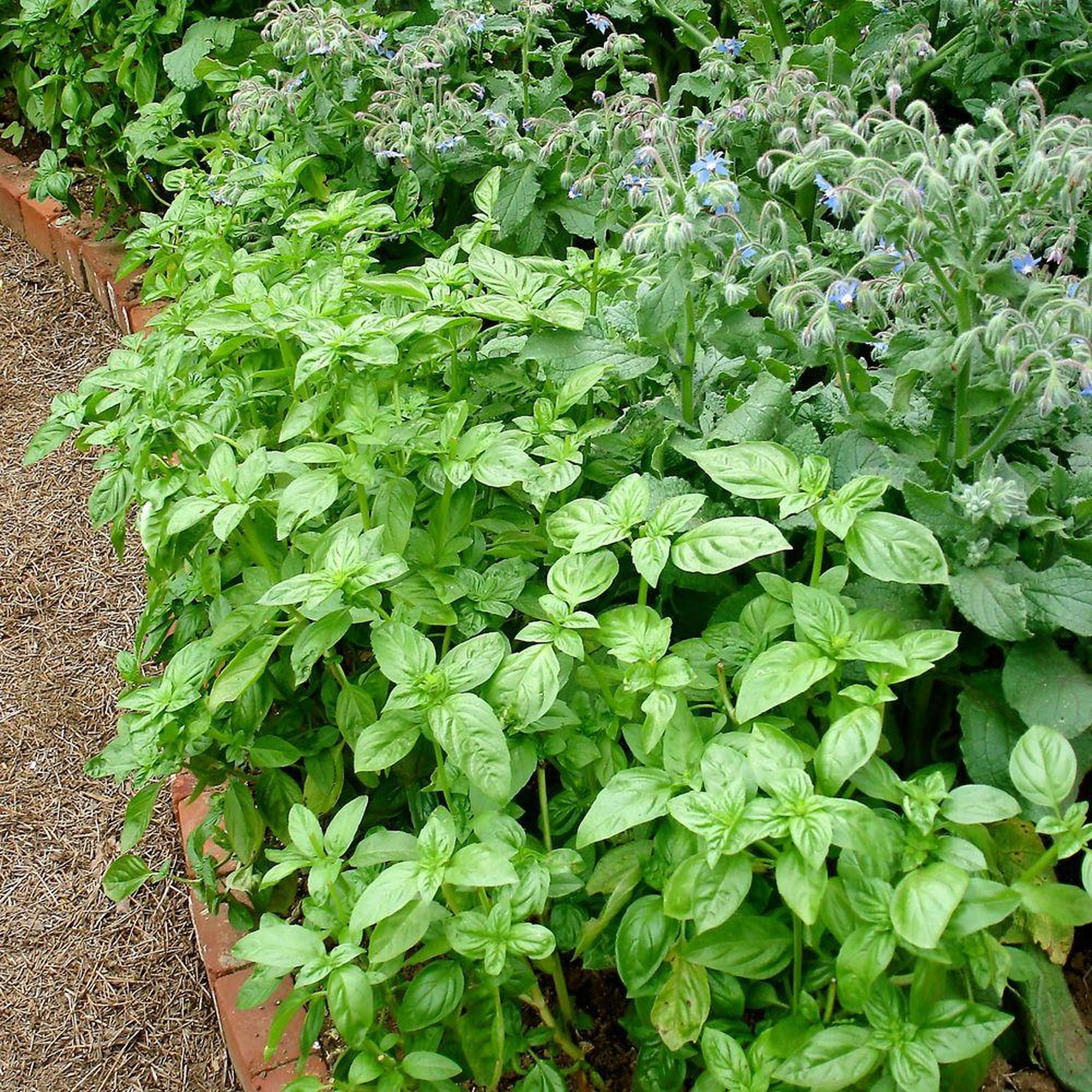 Bonnie Plants 49-710031 Herb-Plants - View #7