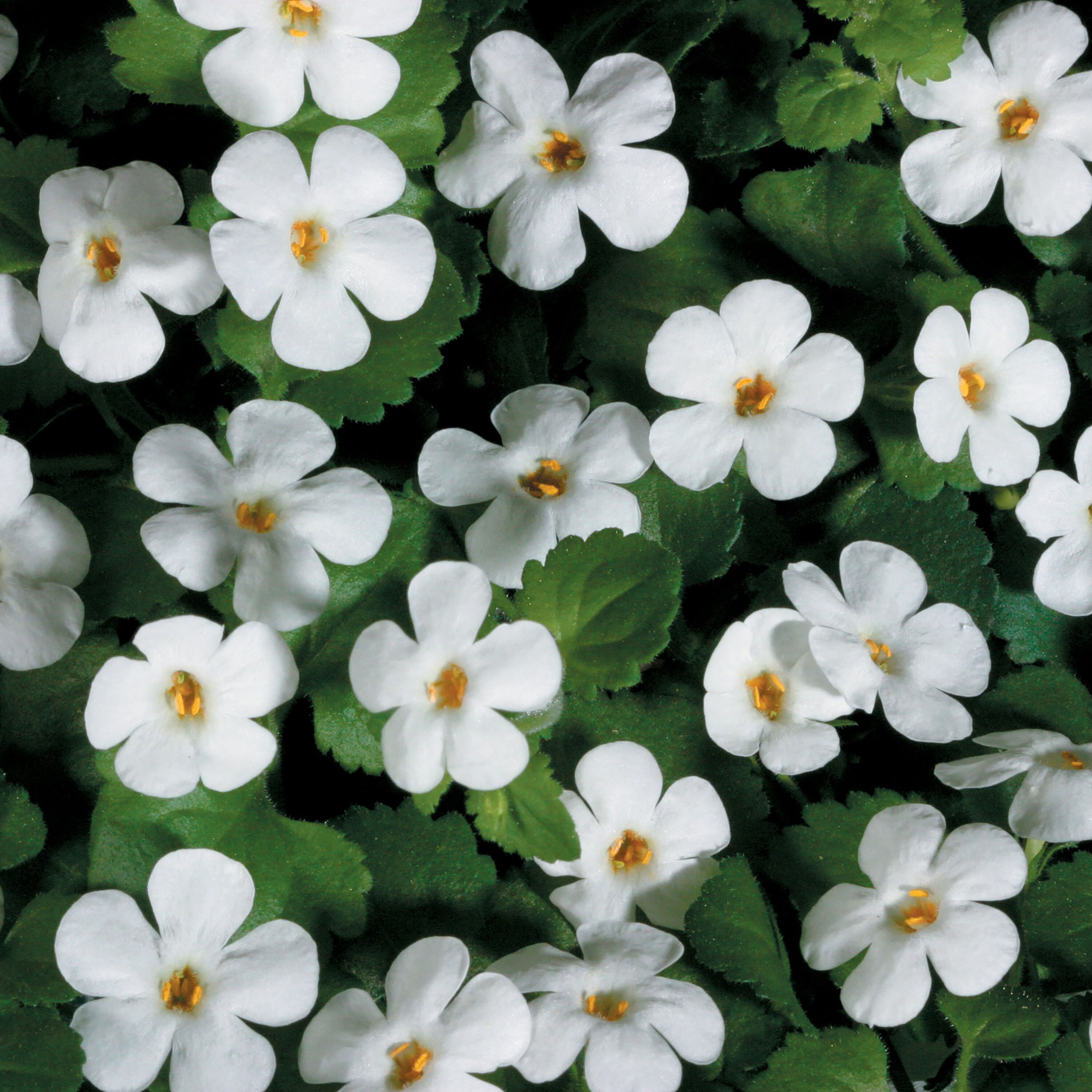 Proven Winners BACPRW1047504 Snowstorm Giant Snowflake Bacopa (Sutera) in 4.25-in Pot - White Blooms - Safer For Pets - Zone 9 to 11 - Annual - Outdoor Use