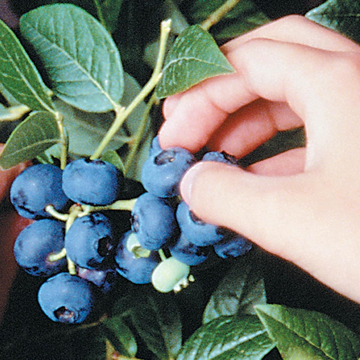 Gurney's Seed And Nursery Blueberry Plant Pot Blooms In Spring In The ...