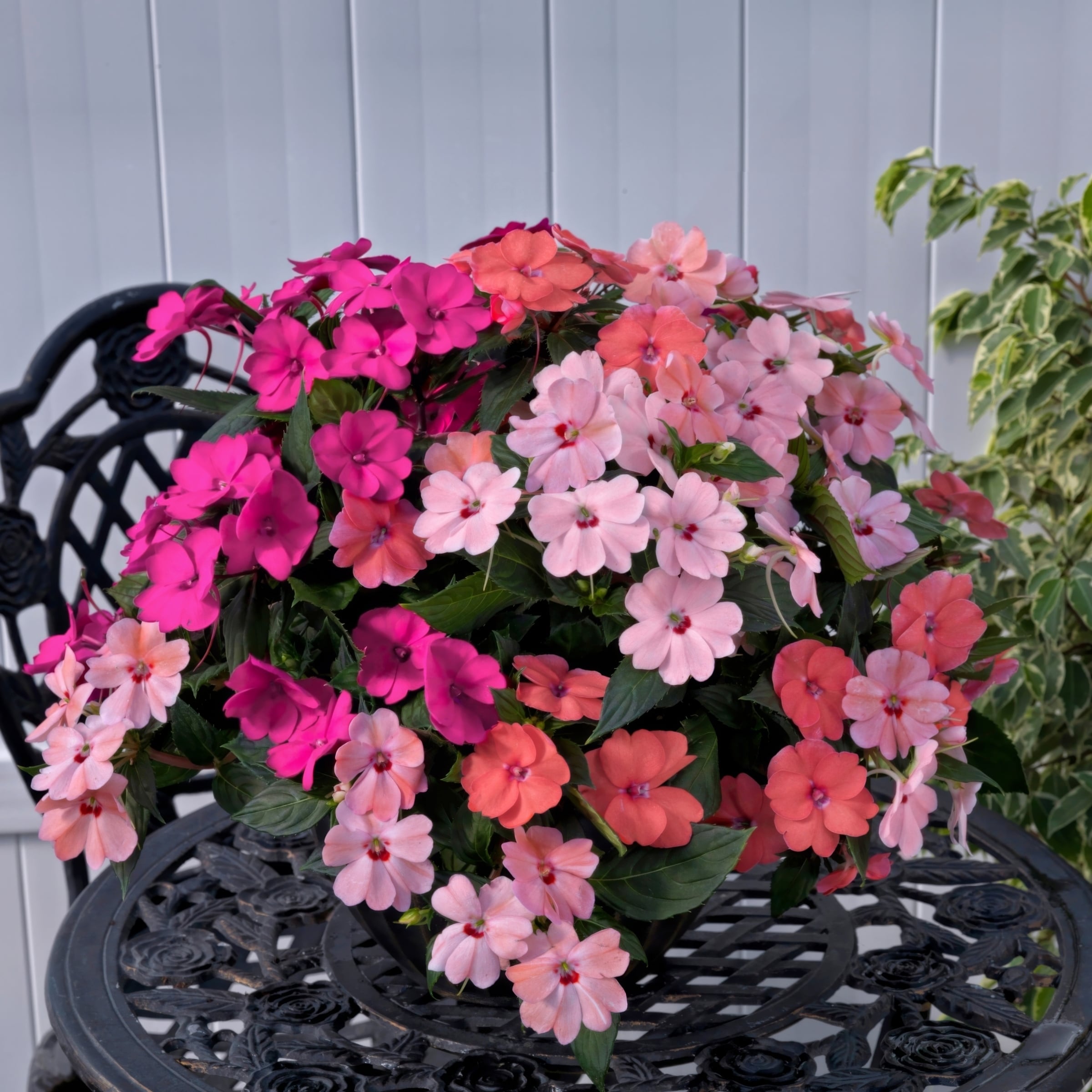 National Plant Network LW1555 annuals - View #5