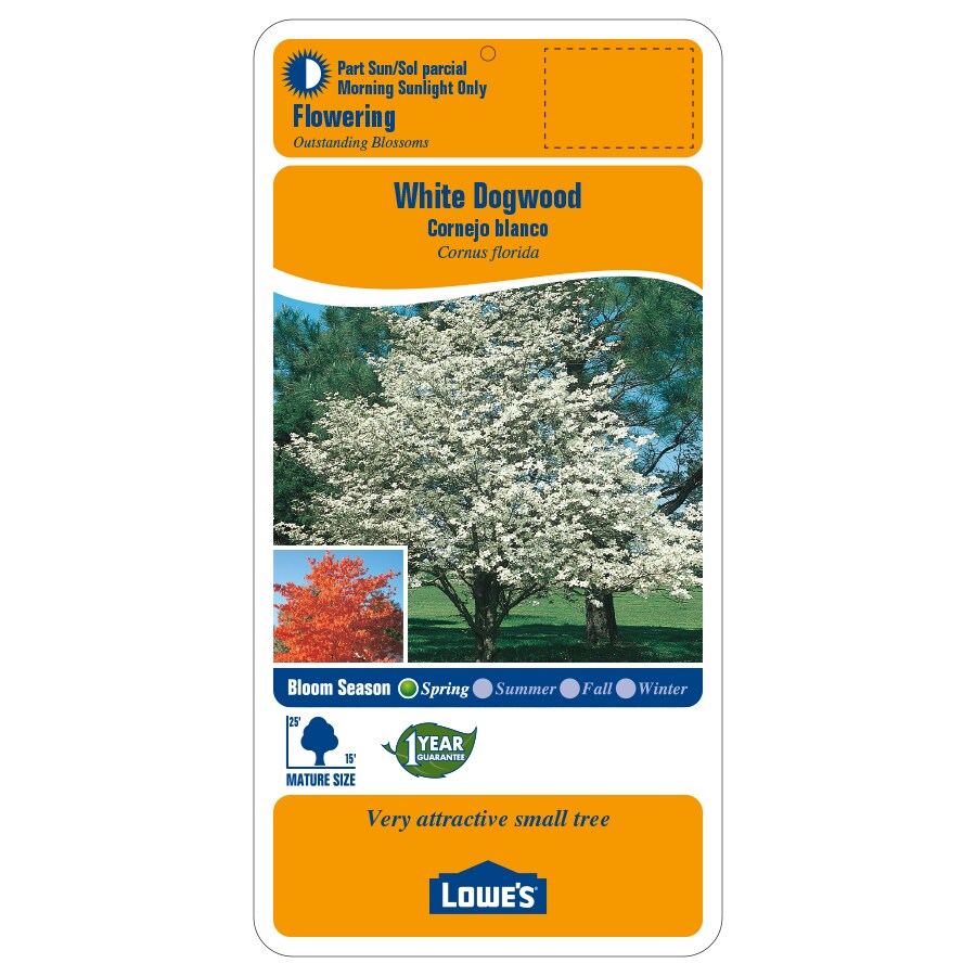 Lowe's NURSERY trees - View #2