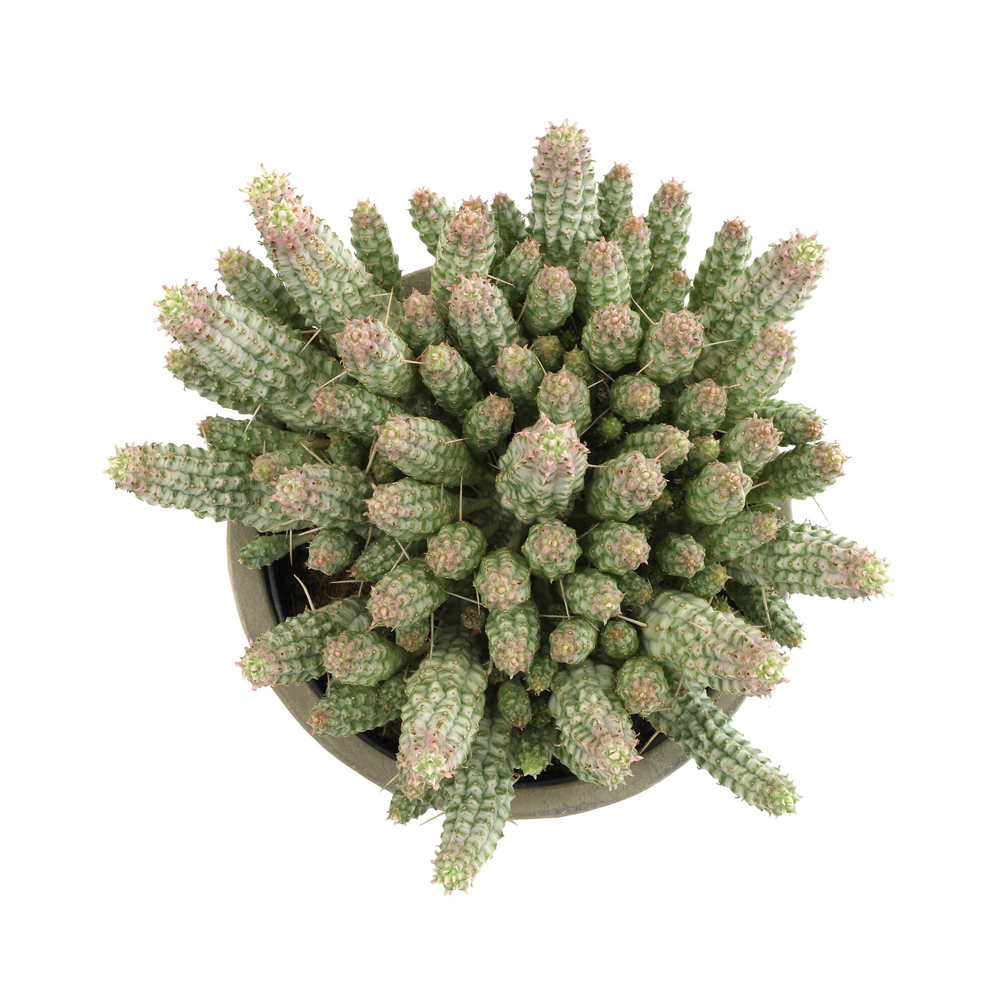 Altman Plants 0873216 Cacti-Succulents - View #2