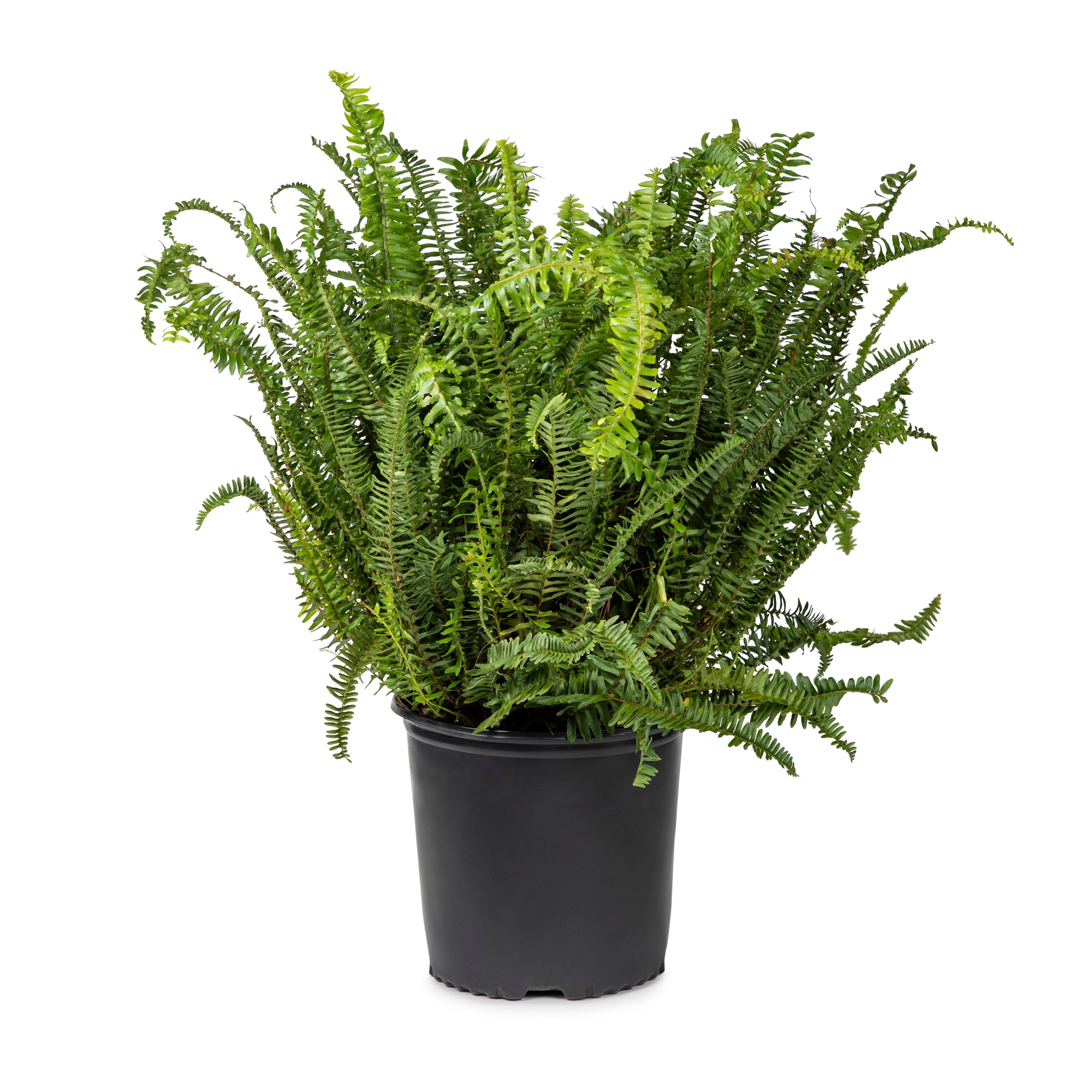 Lowe's 1944962 Kimberly Queen Fern Accent Shrub in 1.72 -Gallon Pot 1 -Pack