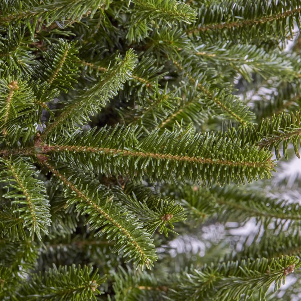 6-7-ft Fraser Fir Real Christmas Tree at Lowes.com