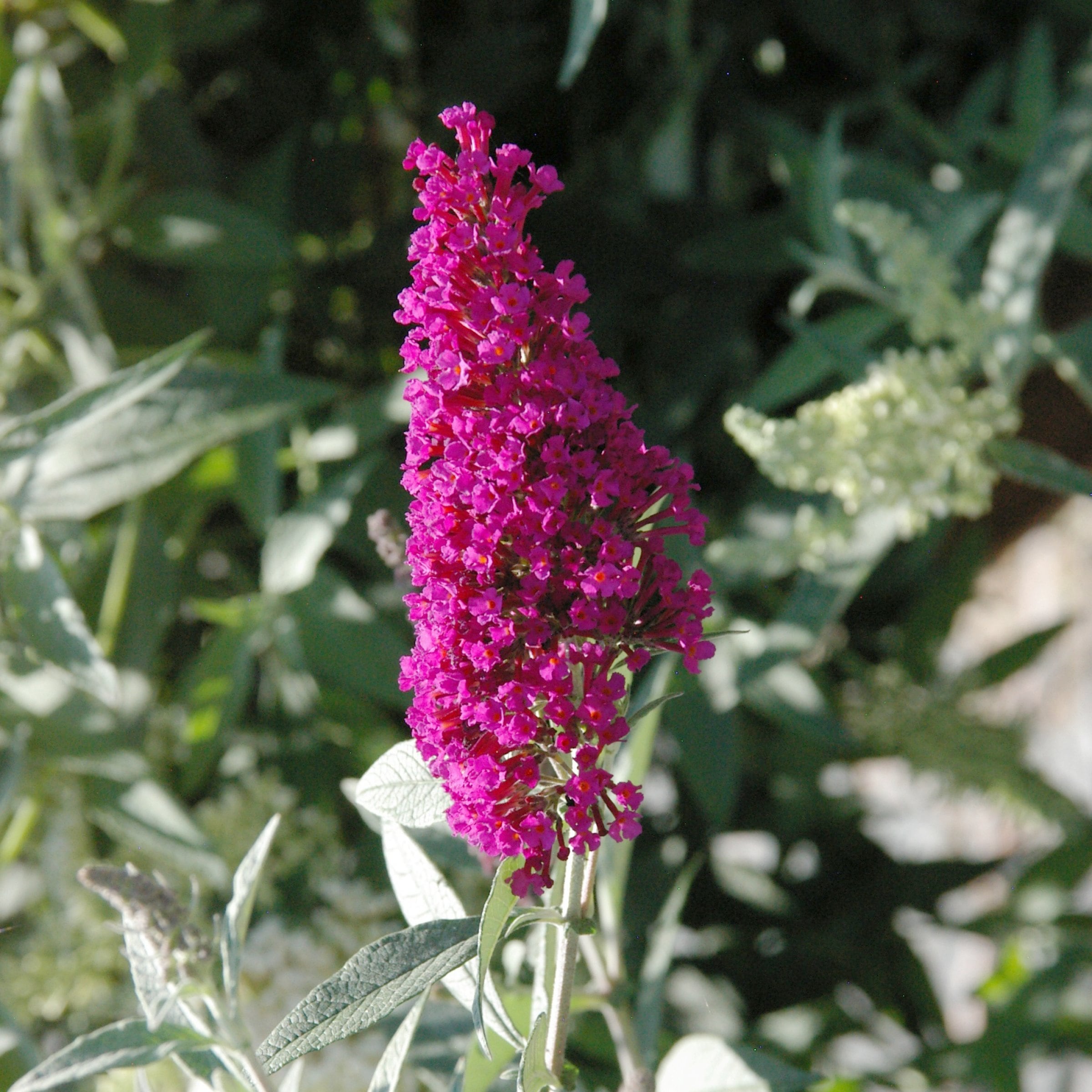 National Plant Network LW3479A perennials - View #3