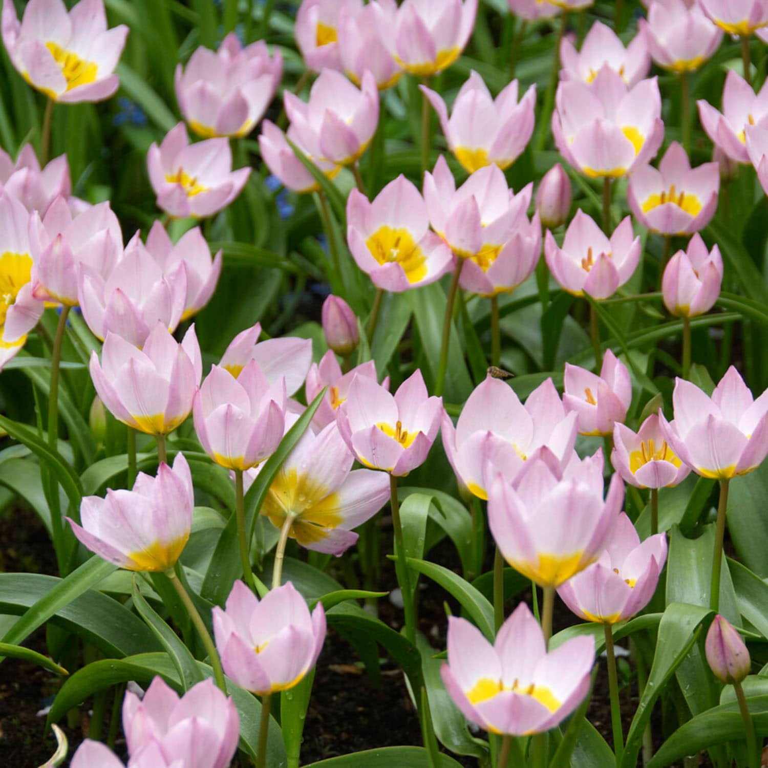 Garden State Bulb ECF-84-100-04 Purple Lilac Wonder Bakeri Tulip Bulbs 100 Count