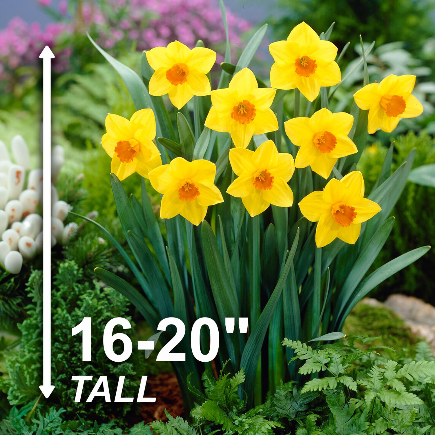 Garden State Bulb ECF-109-100-04 Plant-Bulbs - View #3
