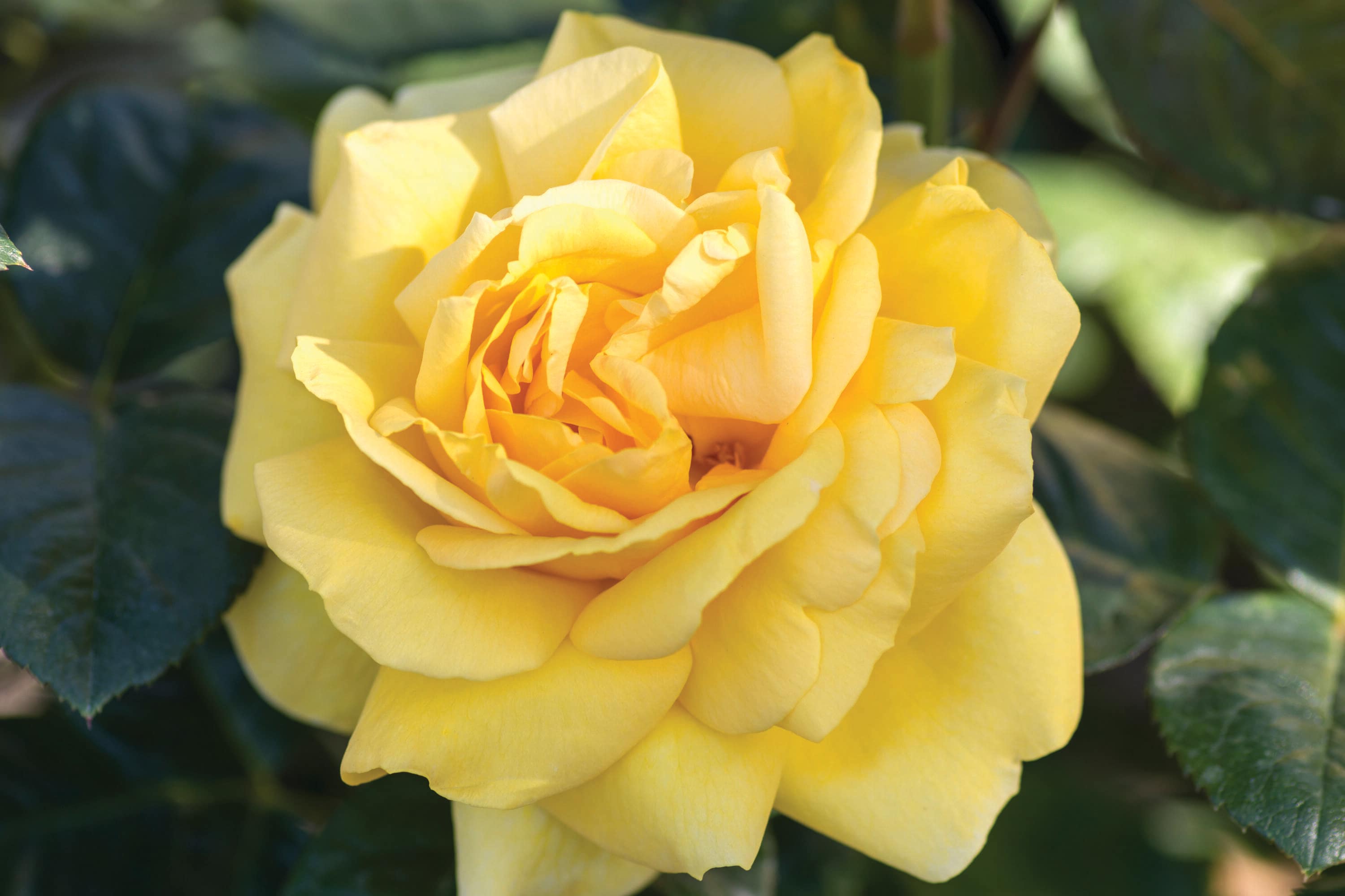 National Plant Network LW1409 roses - View #7