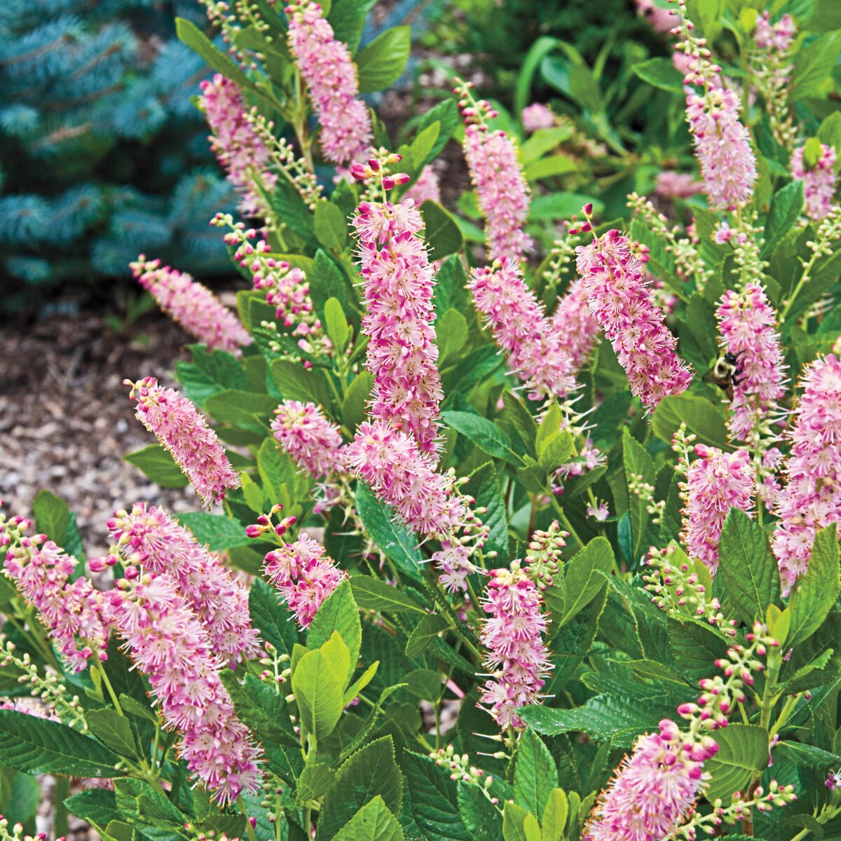Spring Hill Nurseries 66538 shrubs - View #2