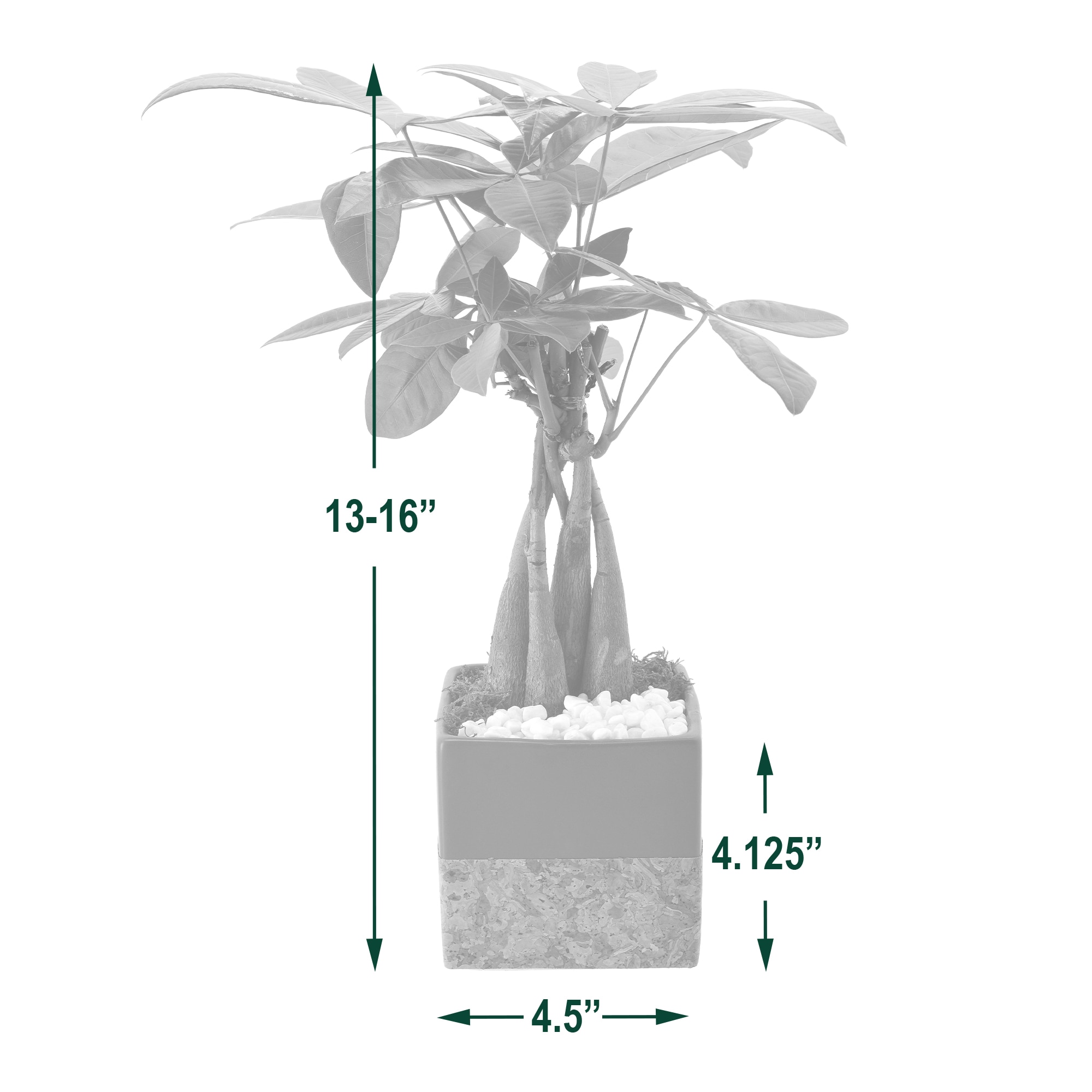 Arcadia Garden Products LV44 hseplants - View #4