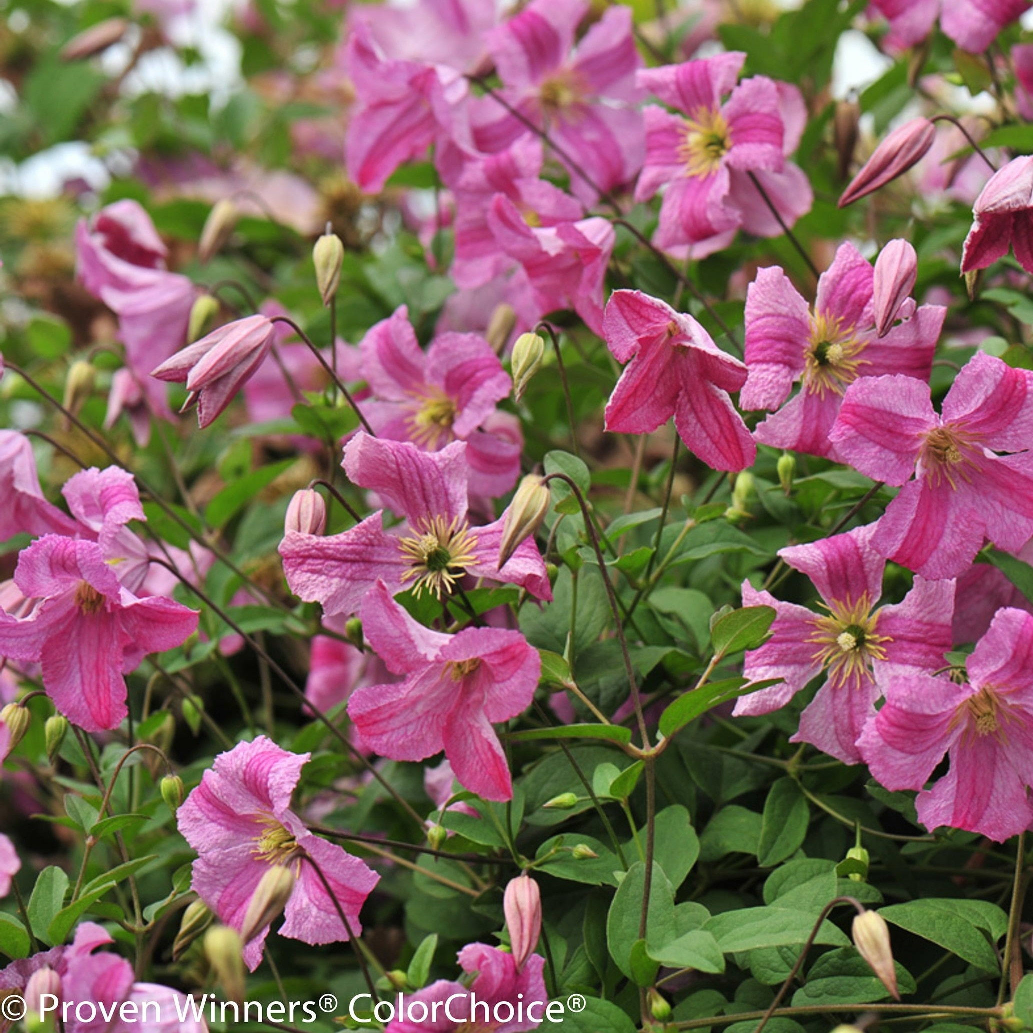 Proven Winners CLMPRC1016101 shrubs - View #2