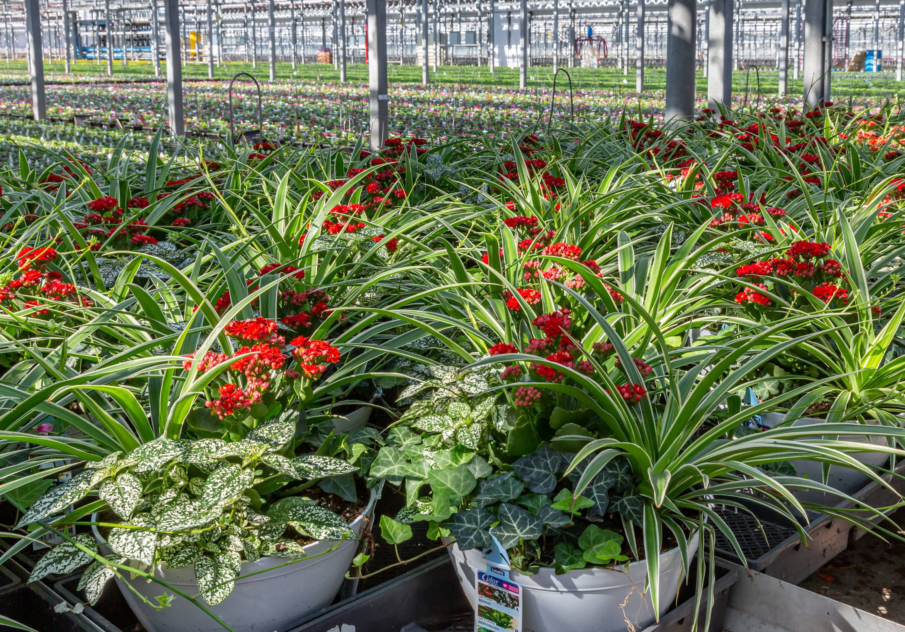 Metrolina Greenhouses 4695 annuals - View #4