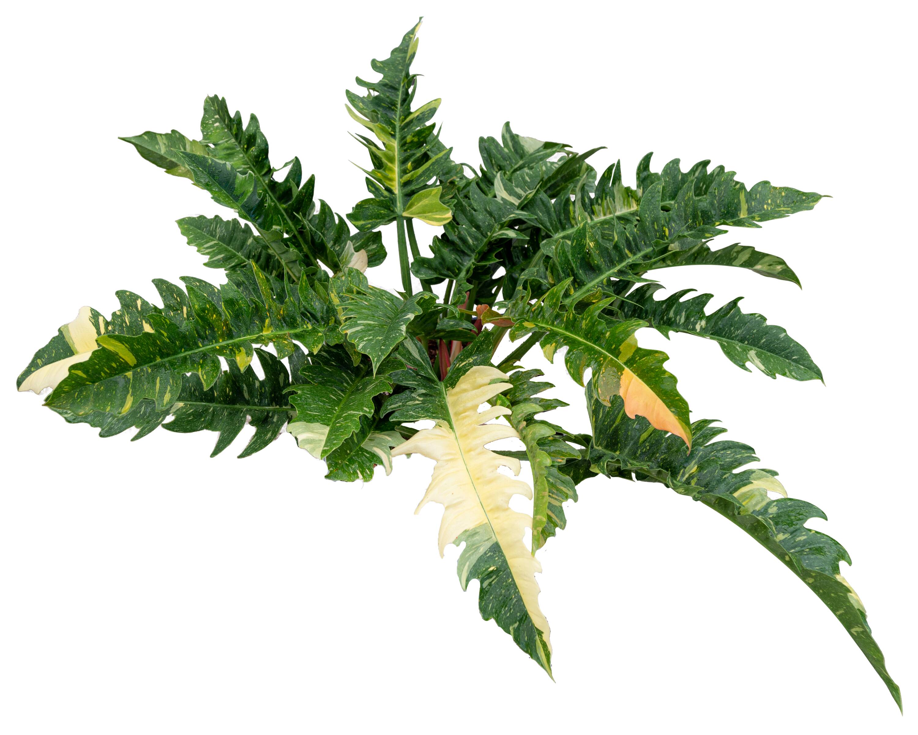Costa Farms 5745975 Trending Tropicals Philodendron House plant in 1.4 Quart(s) Self-watering pot 1 -Pack