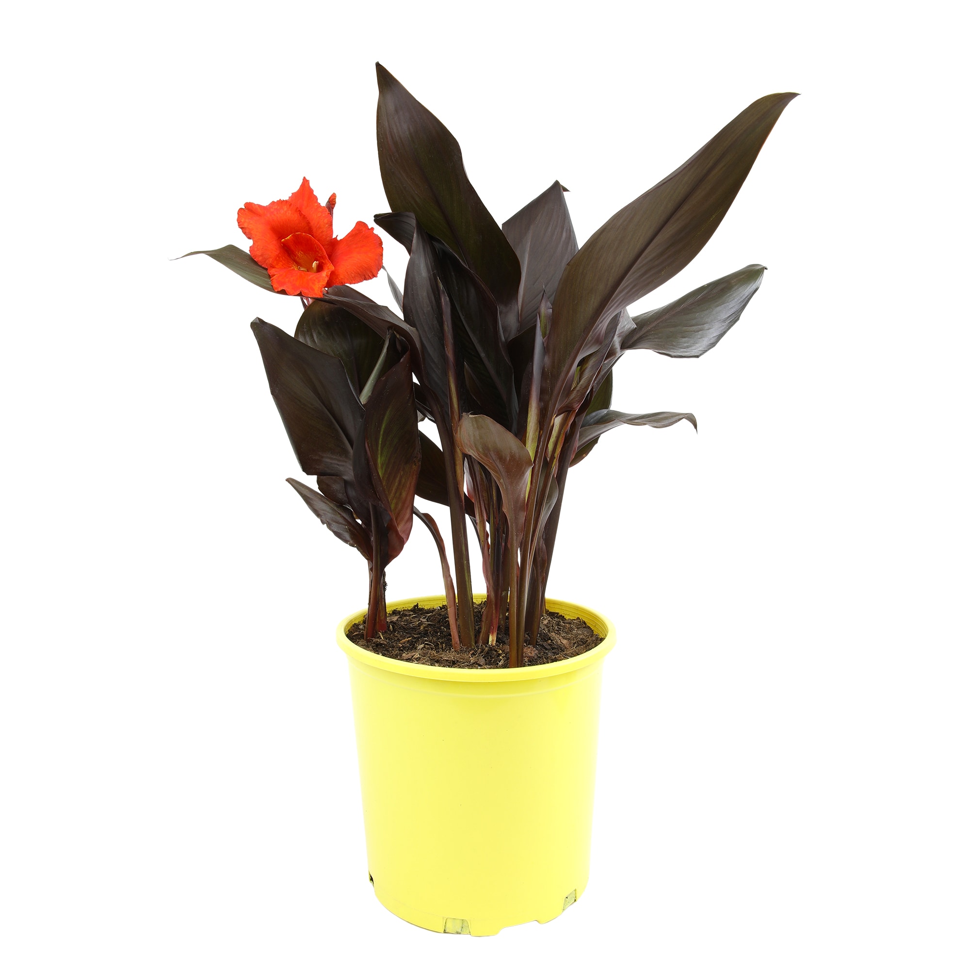 Altman Plants 0881320 Red Canna 'Lava Rock' Plant in 4 -Quart Planter 1.0 -Pack