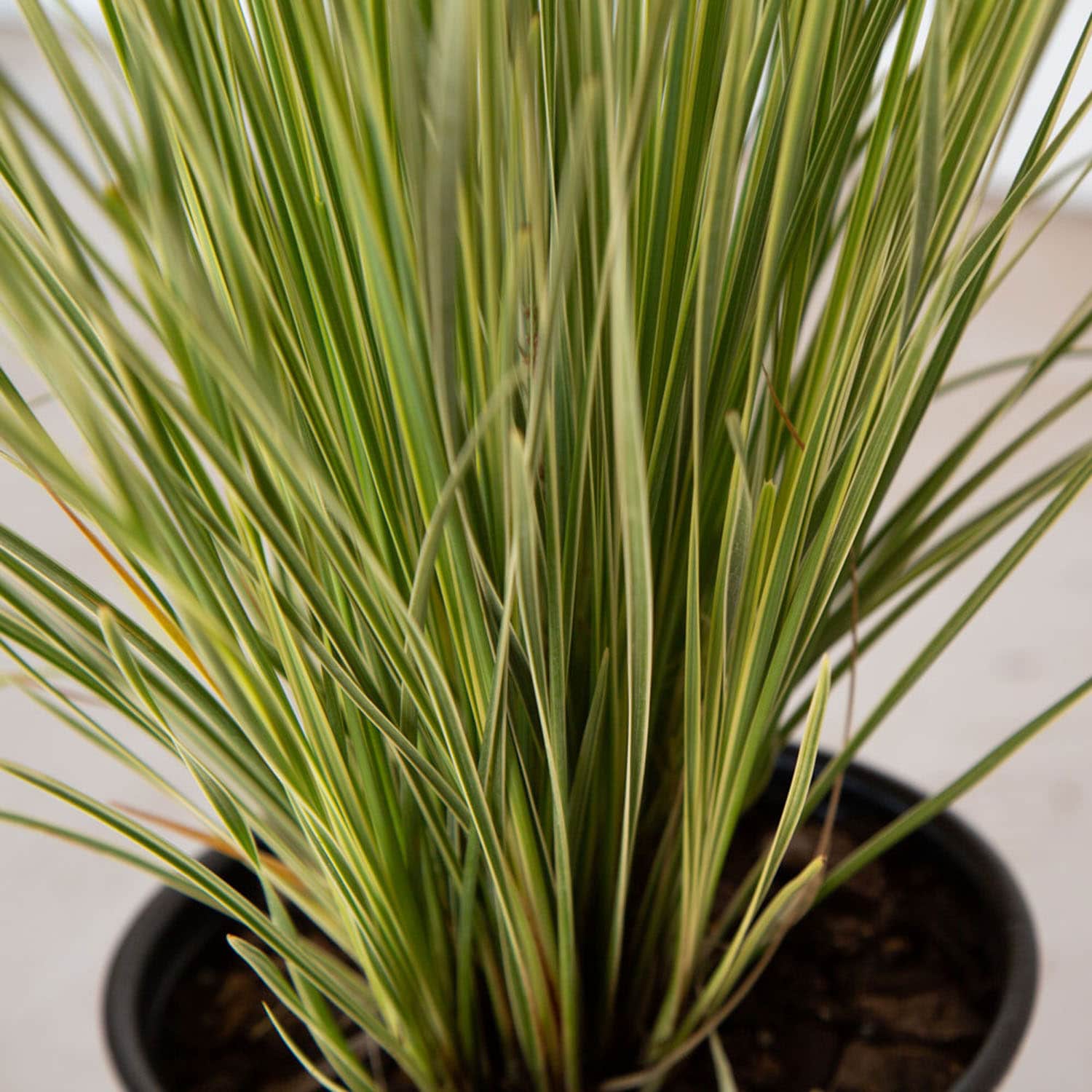 Southern Living Plant Collection 1879Q-1 Ornamental-Grasses - View #10