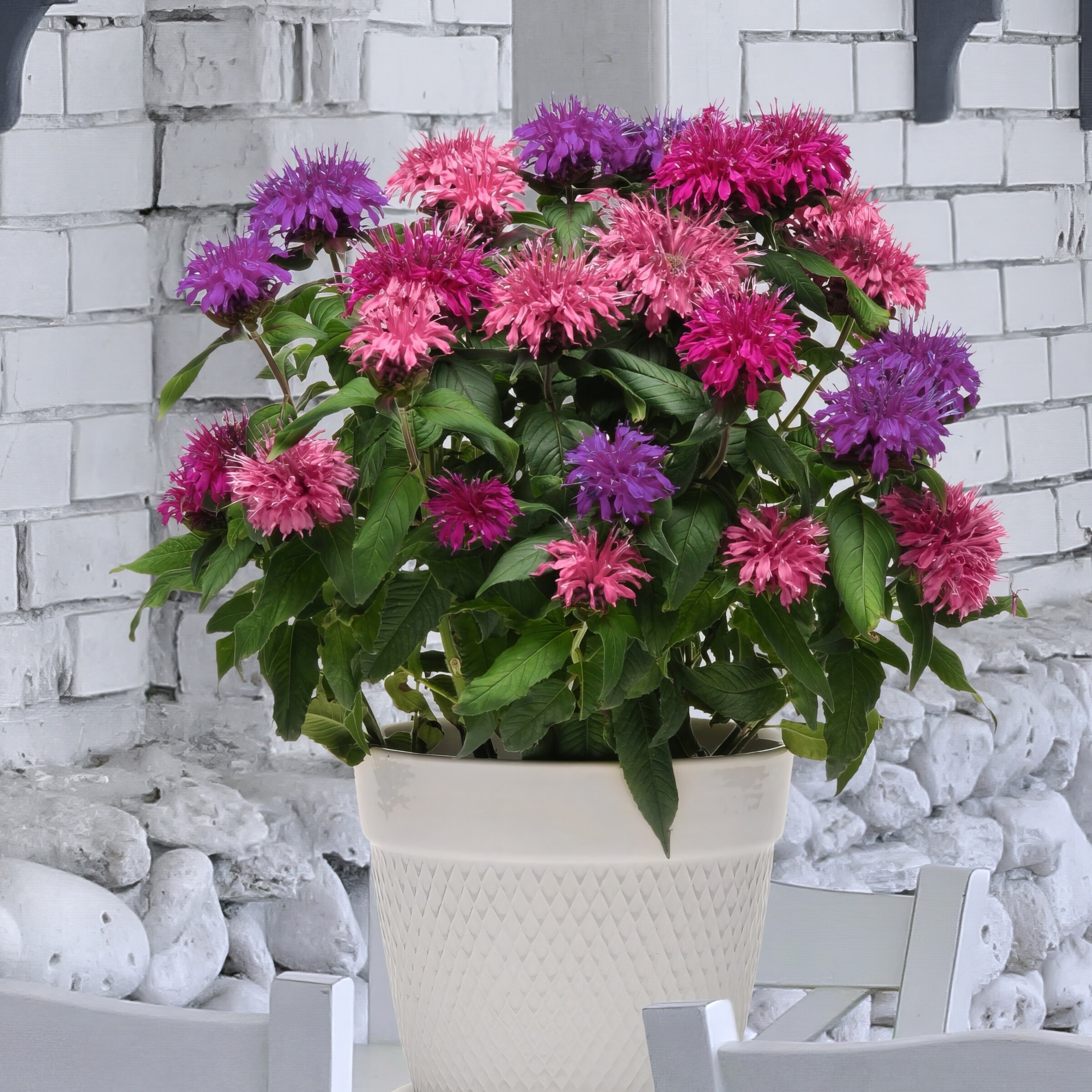 National Plant Network LW1581 perennials - View #7