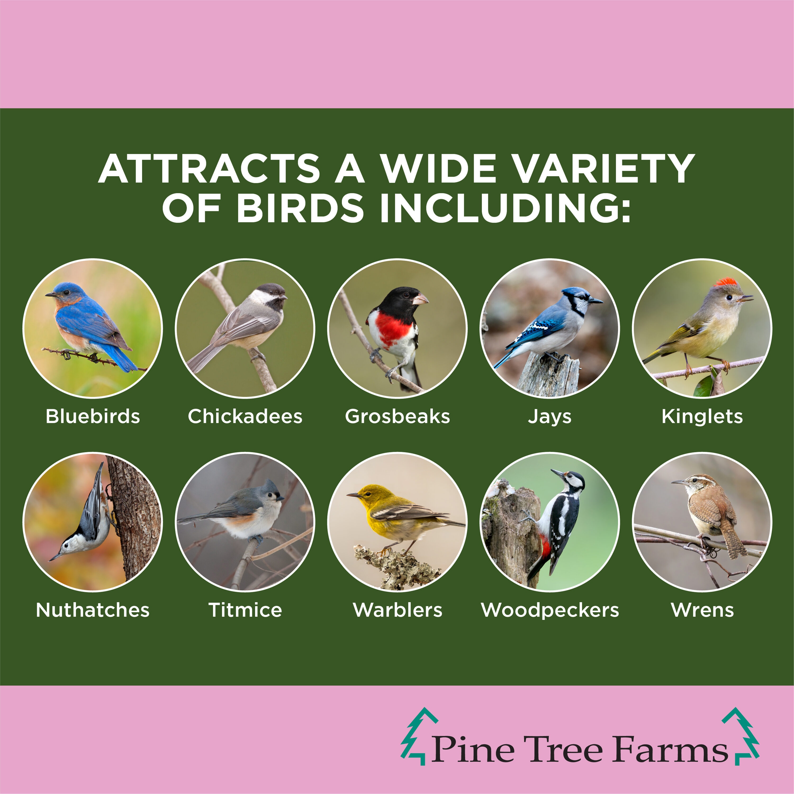 Birdwatcher's Best 2597074 Bird-Squirrel-Food - View #4