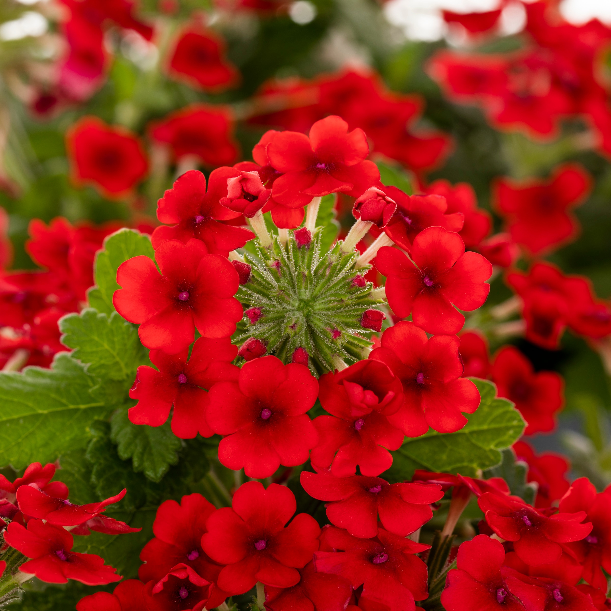 Lowe's Multicolor Verbena in 1-Pint Pot at Lowes.com