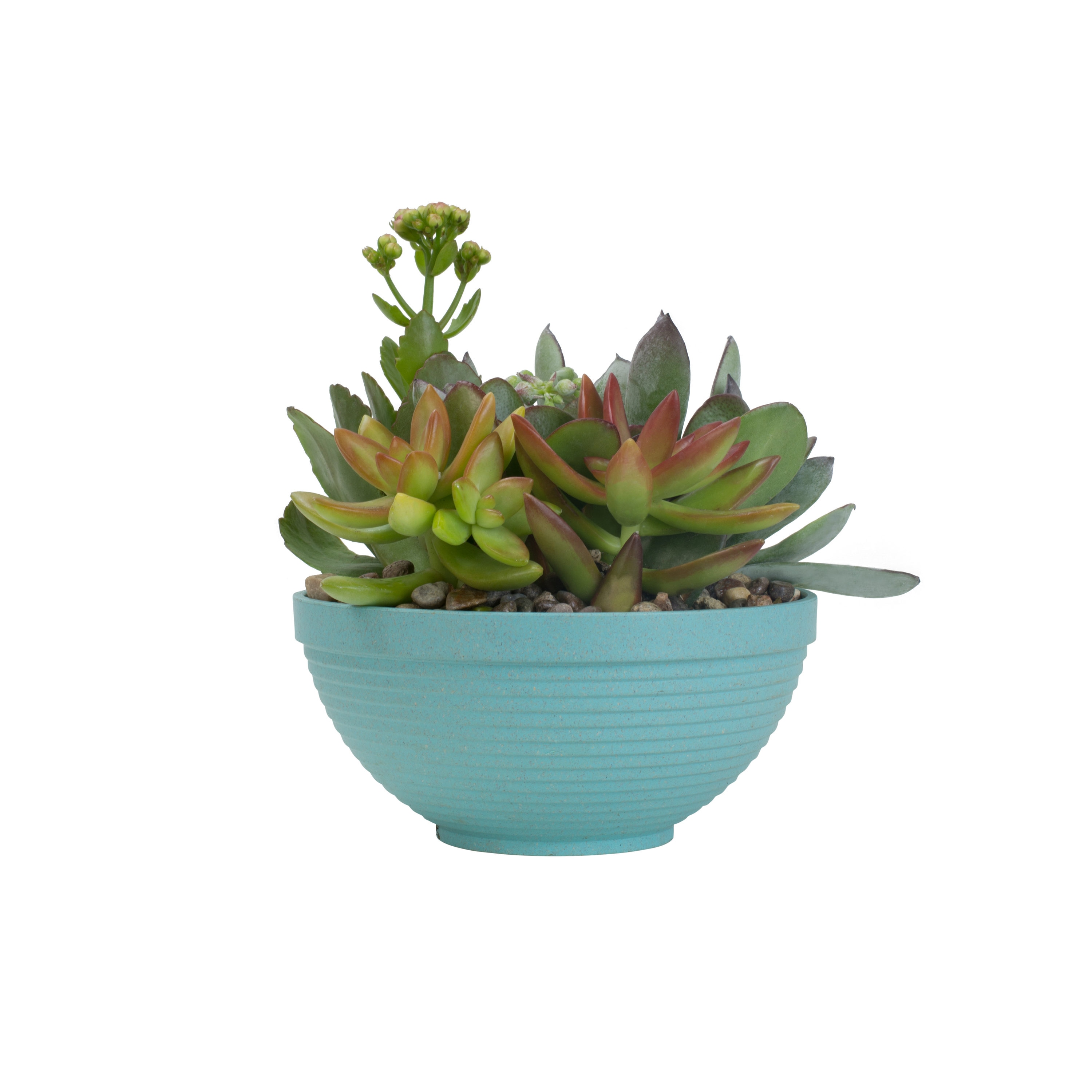 Lowe's NURSERY Cacti-Succulents - View #3