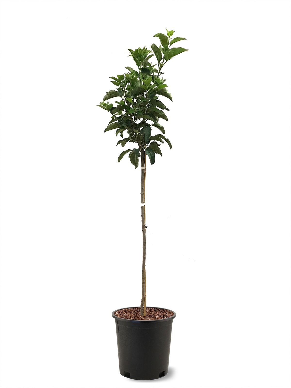 Southern Planters APPDOR05G 3.84 -Gallon White Fruit Golden Dorsett Apple Tree In pot (with soil)