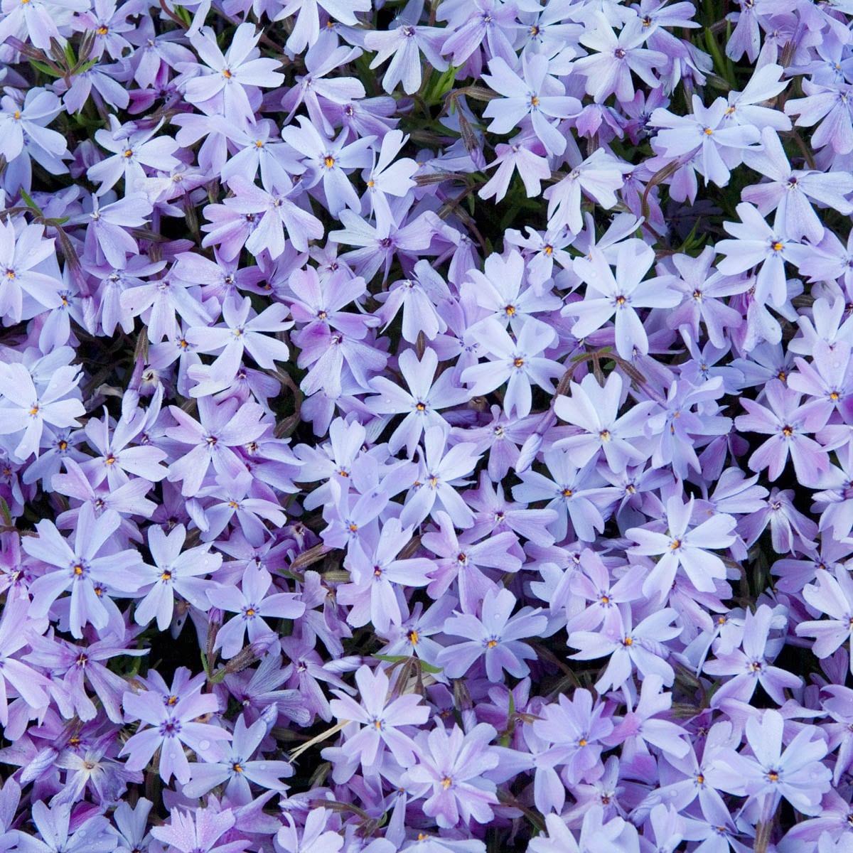 Spring Hill Nurseries Blue Carpet Creeping Phlox Plant in 3-Count ...