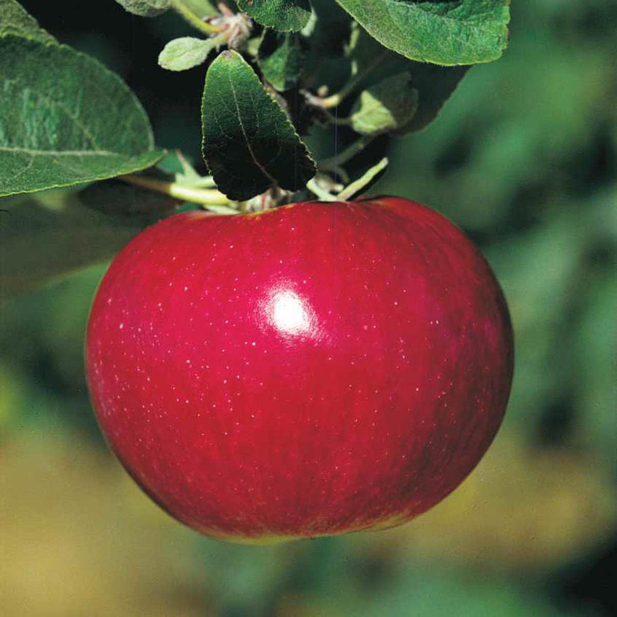 Gurneys Seed And Nursery Fruit Tree Mcintosh Standard Apple Dormant Starter Bareroot In The
