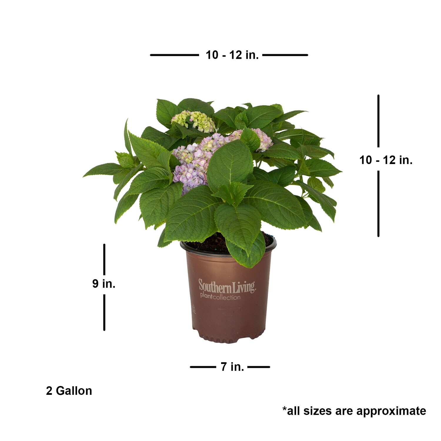 Southern Living Plant Collection 25642-1 shrubs - View #2