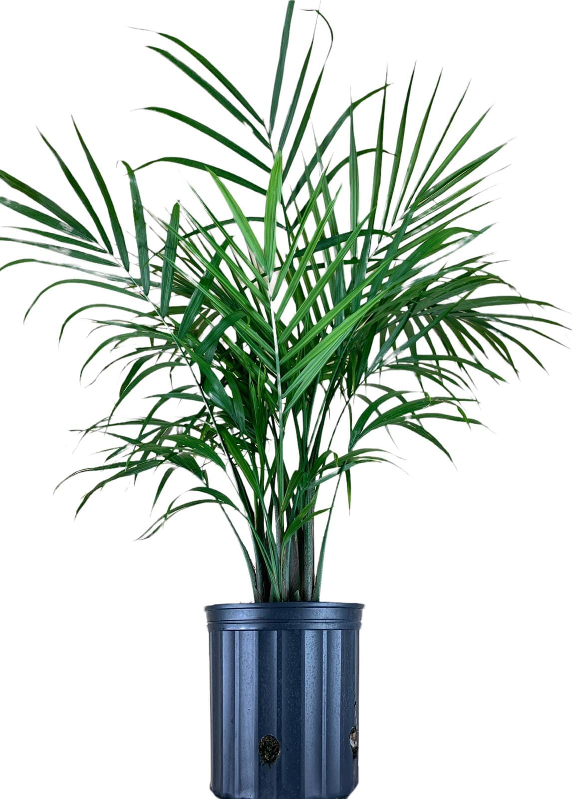 Lowe's 89859300148 trees - View #4