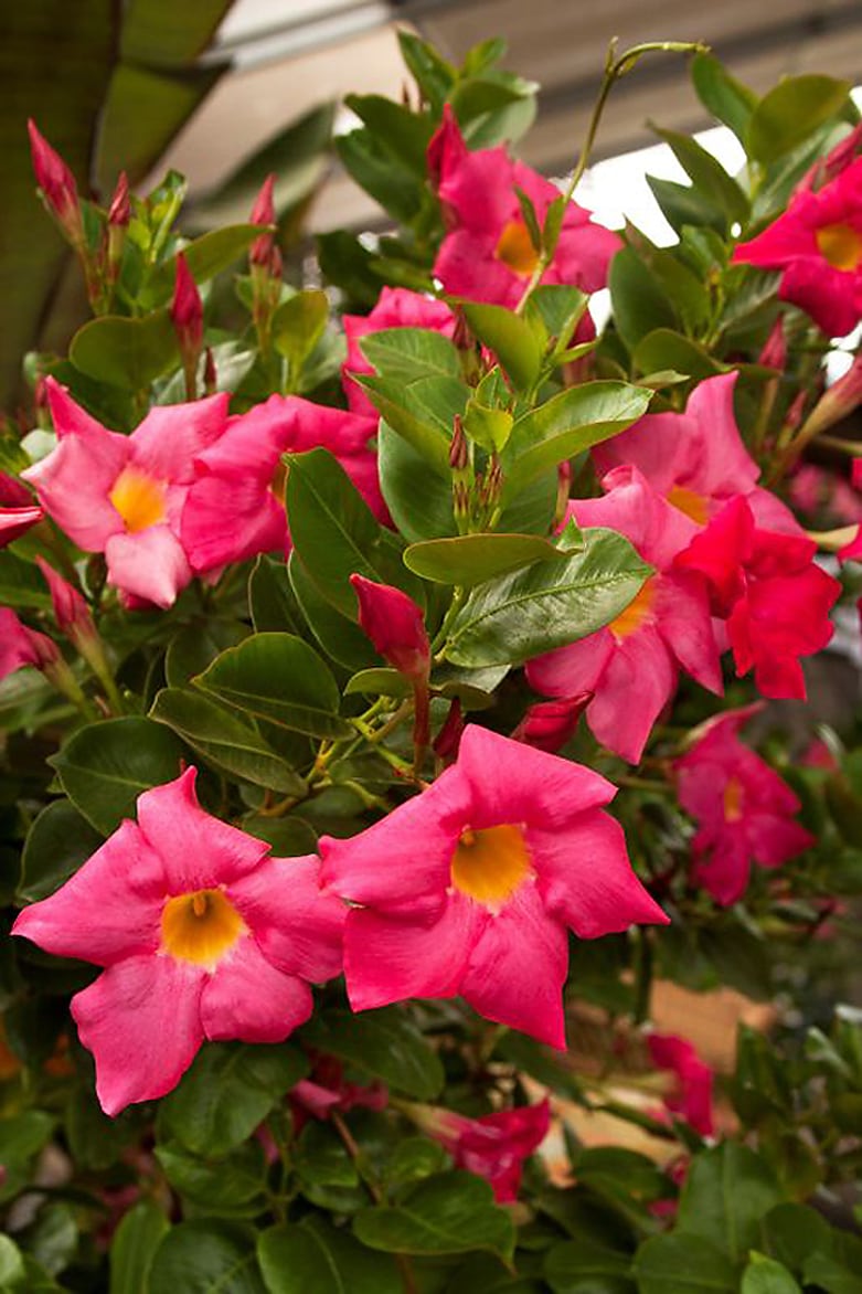 Red Riding Hood Mandevilla Vines at Lowes.com