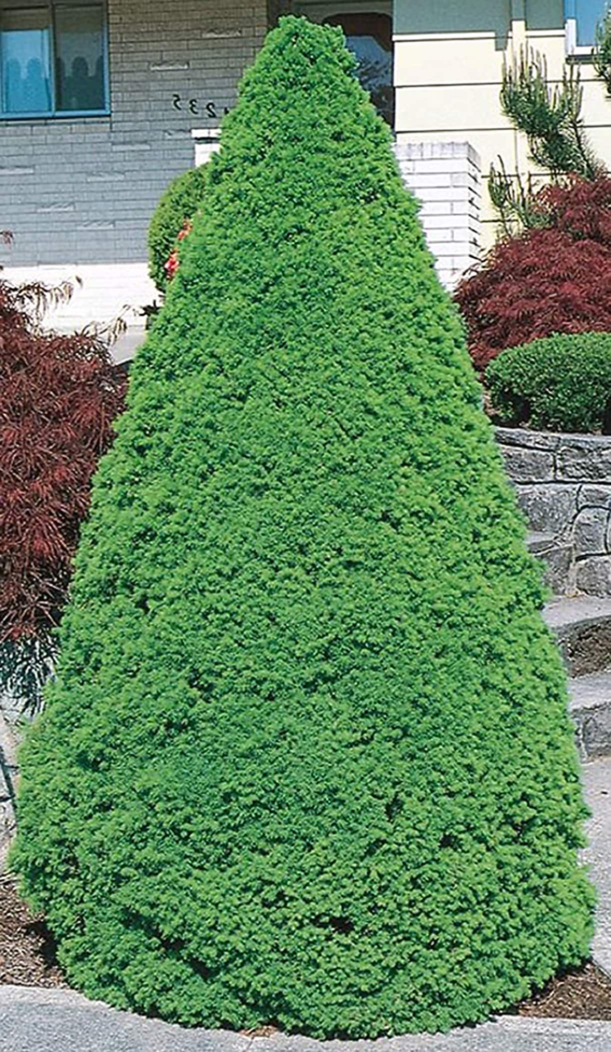 Alberta Spruce Feature Shrub In 3 25 Gallon S Planter At Lowes Com   00844906 