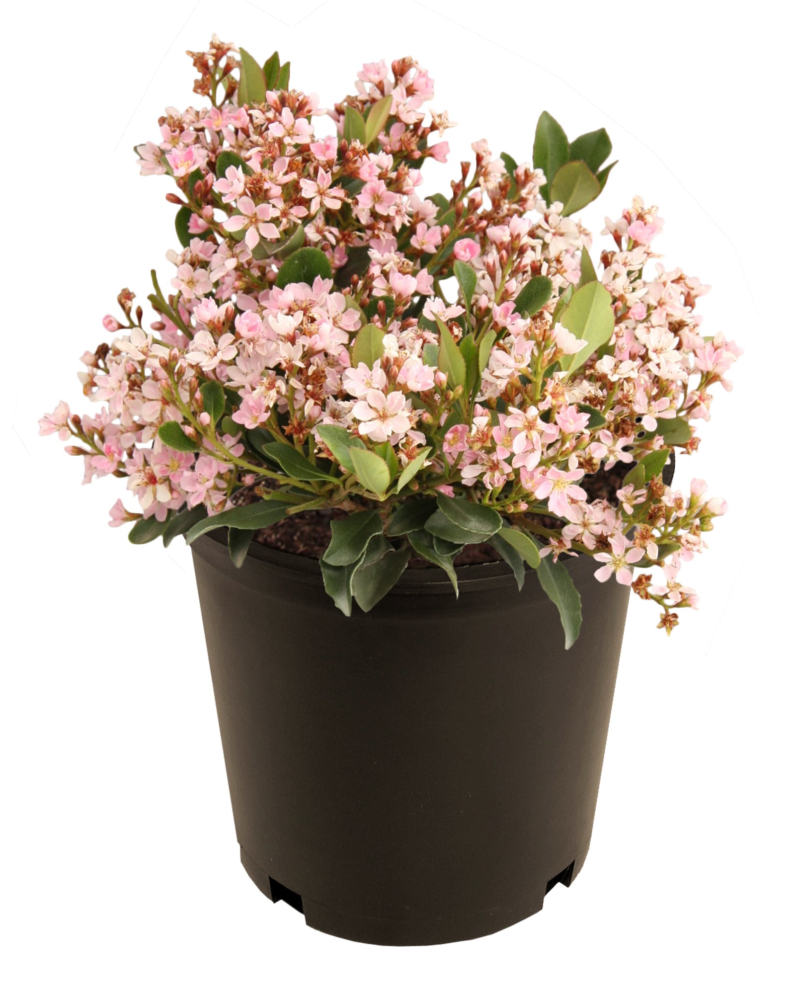 Lowe's 51803 Indian Hawthorn Flowering Shrub in -Gallon Pot with White Blooms