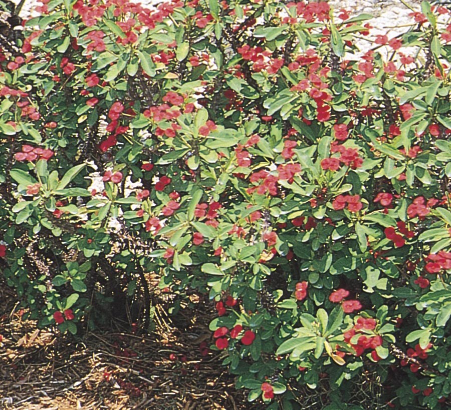 Crown of Thorns  Star Nursery Garden and Rock Centers