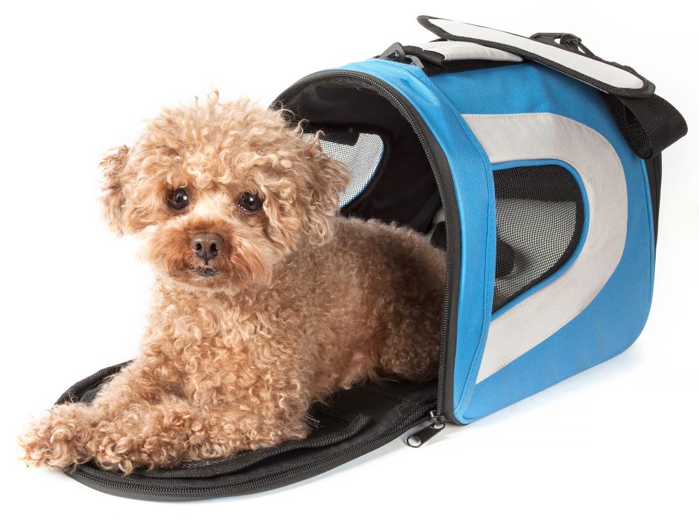12 Best Dog Carriers | The Strategist