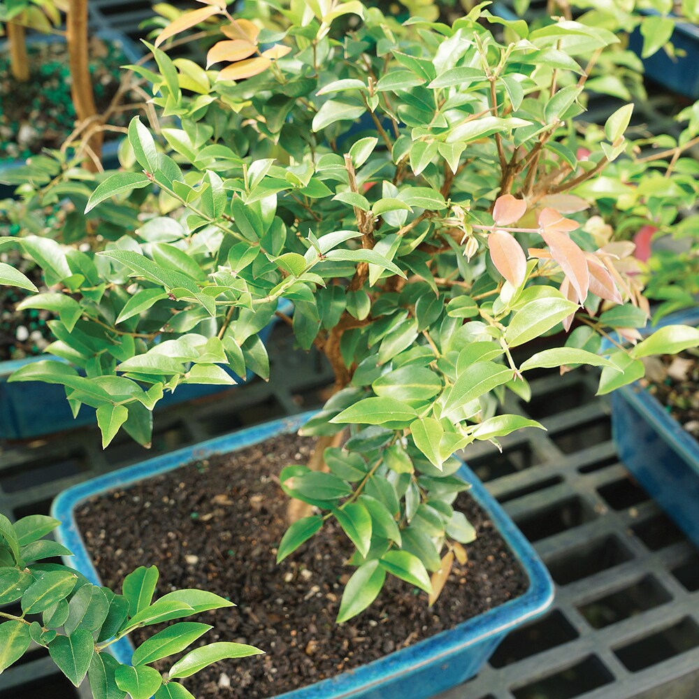 Brussel's Bonsai DT2712JMC trees - View #3