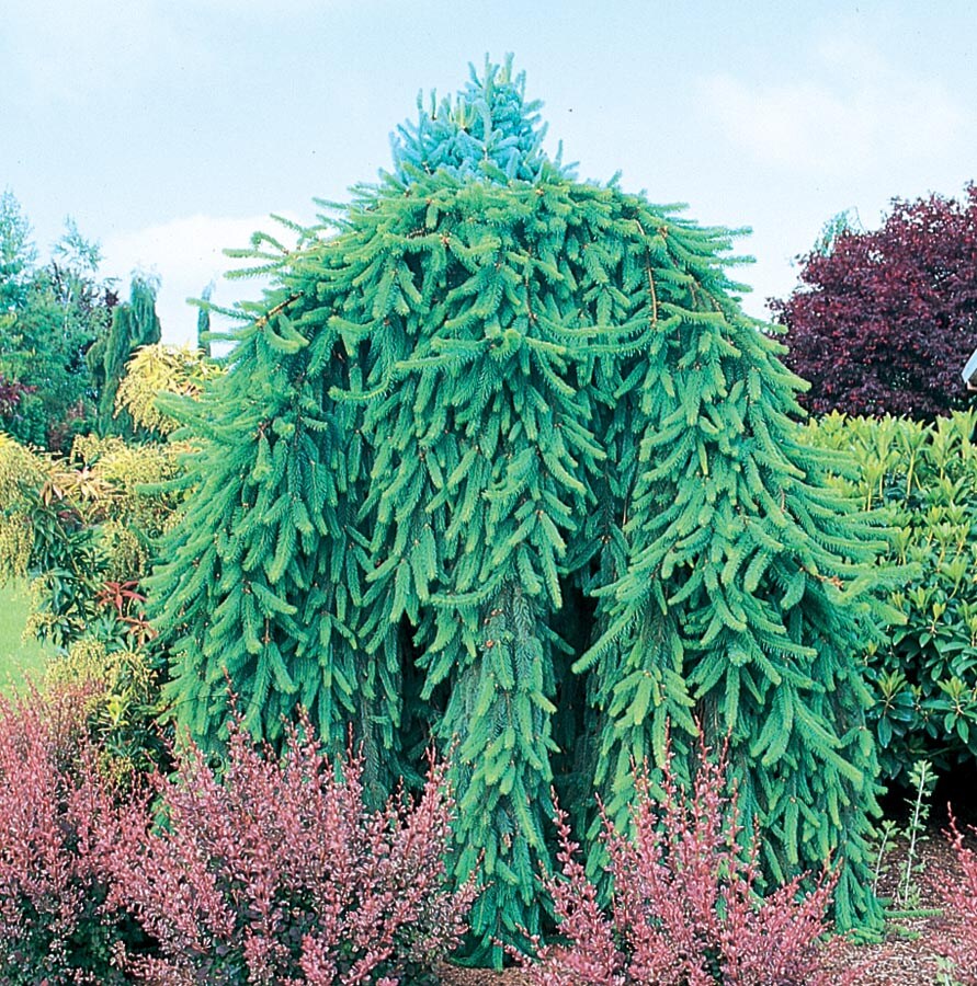  NURSERY 7.28-Gallon Feature Tree Weeping Norway Spruce In Pot (With Soil)