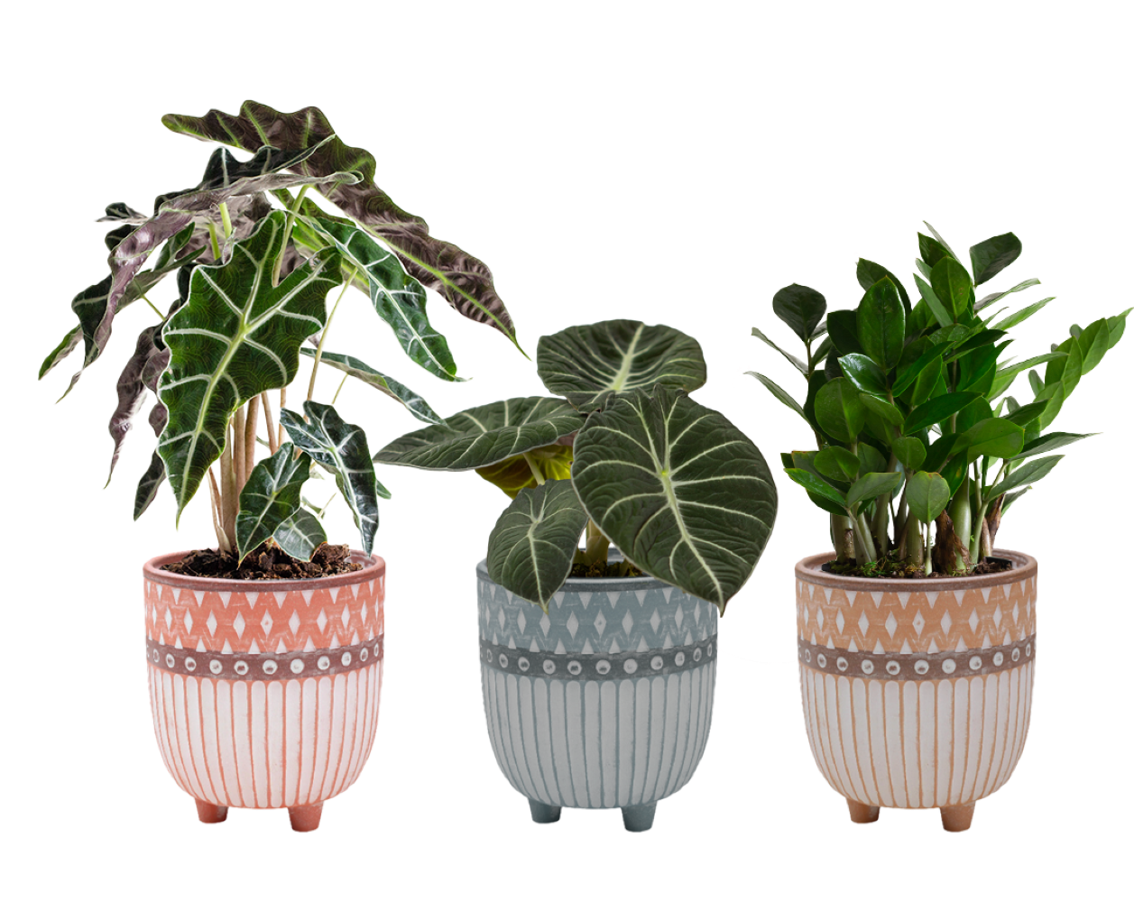 LiveTrends ASB08059 Losa House plant in 12 Ounce(s) Pot 1 -Pack