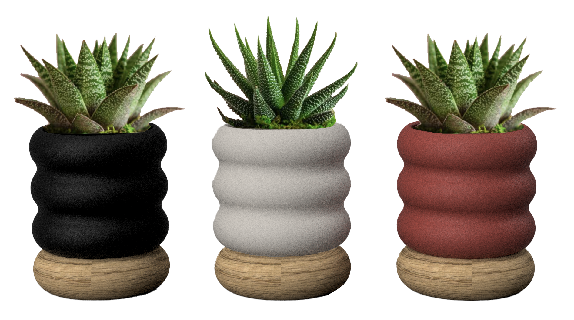 LiveTrends ASB07568 CARLTON House plant in 2.3 Ounce(s) Pot 1 -Pack