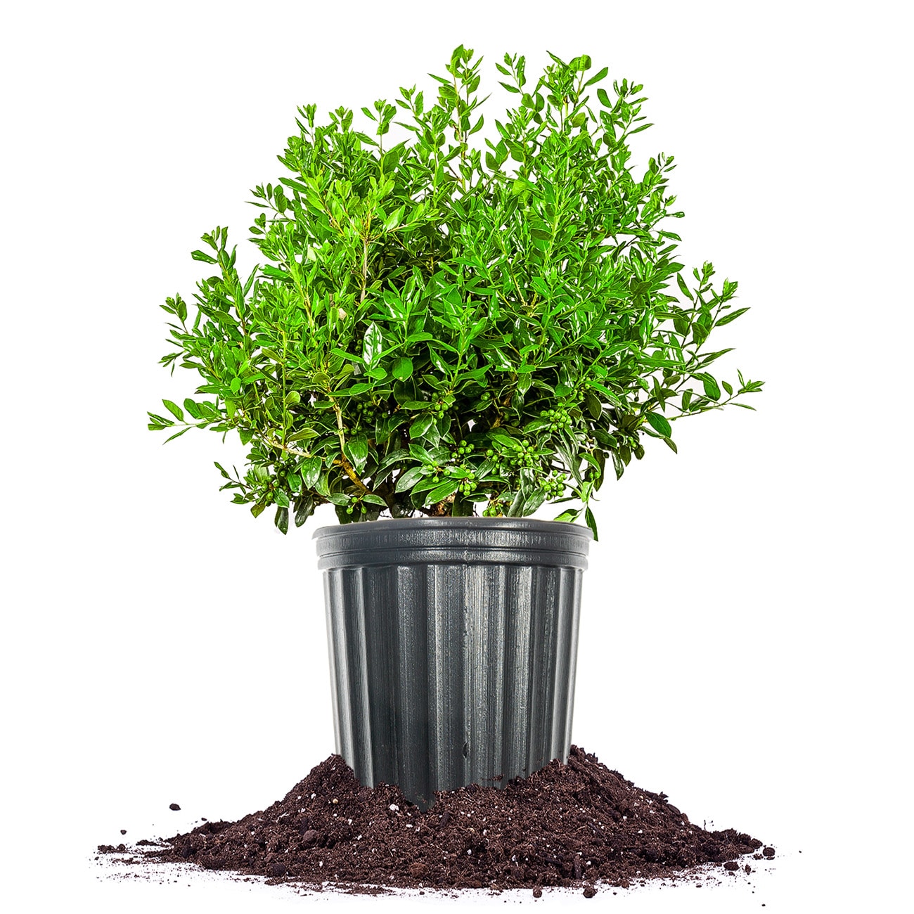 Perfect Plants LONEEDLEPOINT3G Needlepoint Holly Foundation/Hedge Shrub in 3 -Gallon Pot 1.0 -Pack